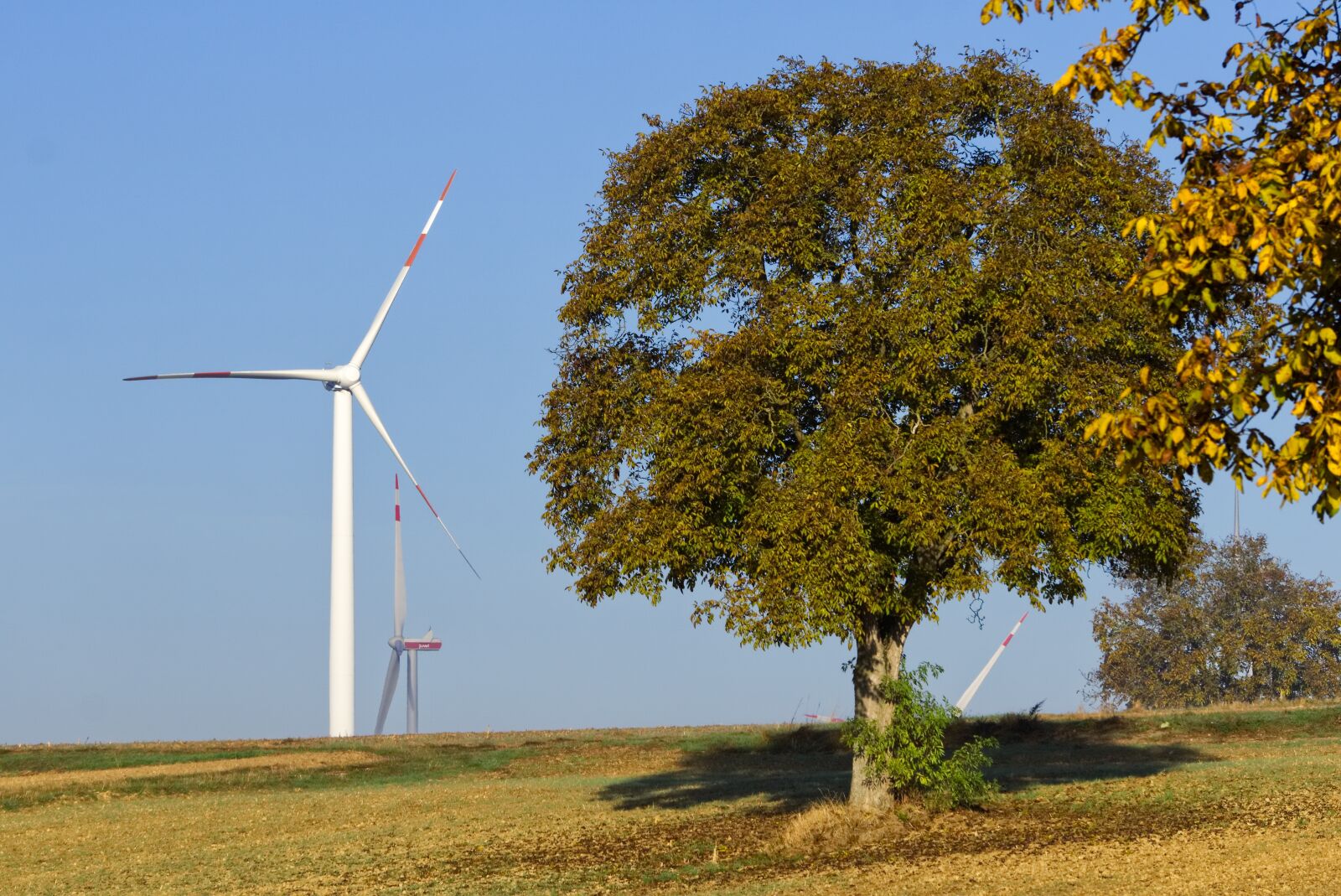 Sony a6000 sample photo. Pinwheel, tree, wind energy photography