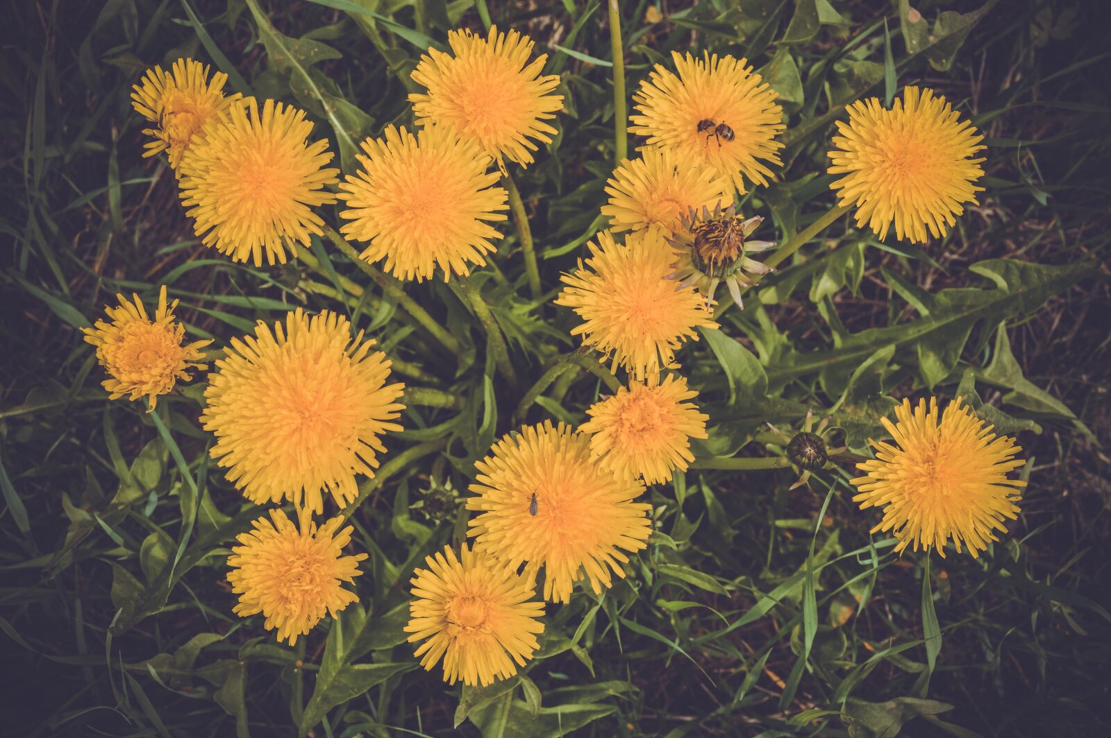 Nikon D3200 sample photo. Flowers of the field photography