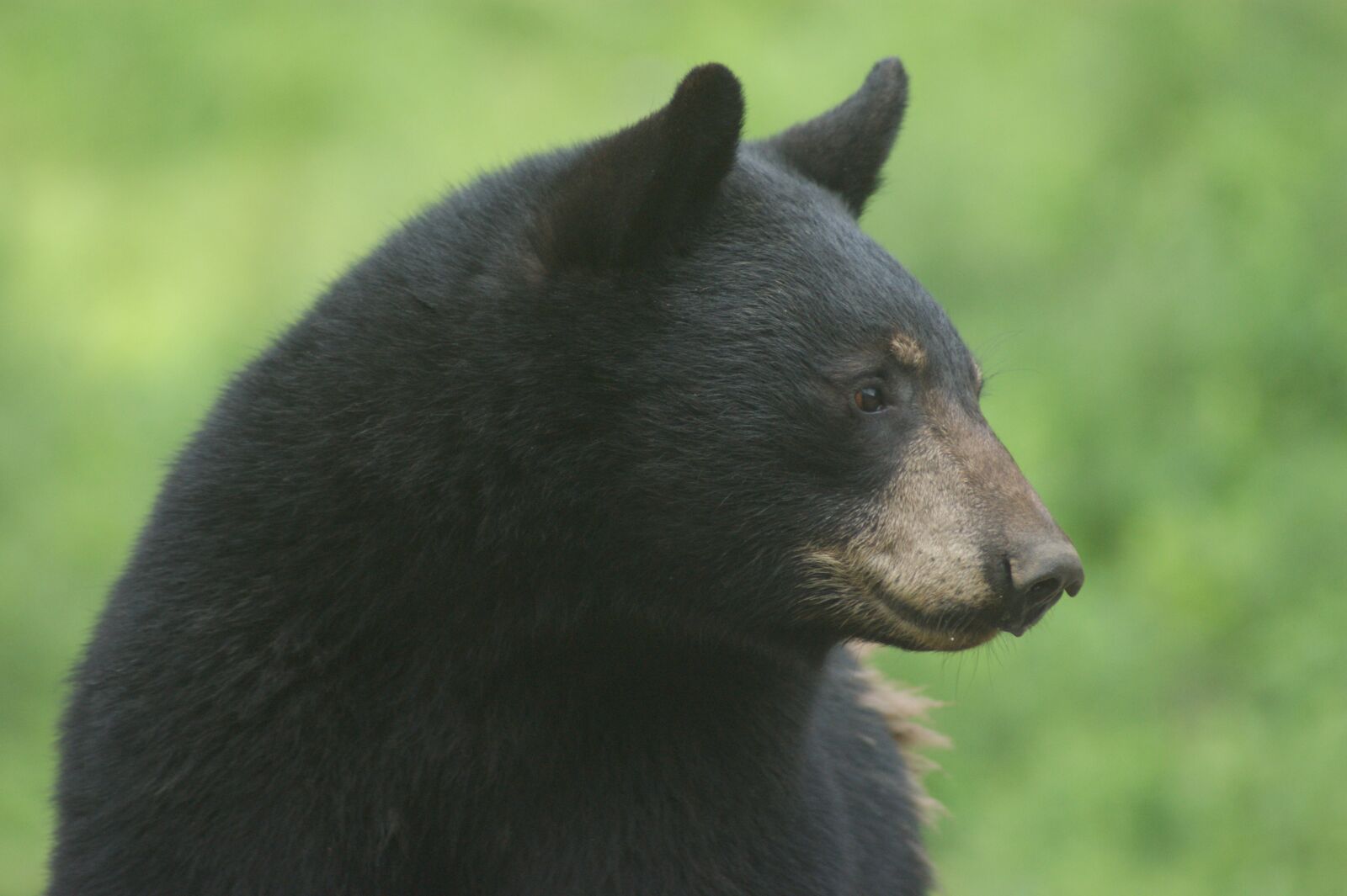 Sony Alpha DSLR-A350 sample photo. Bear, black bear, animal photography