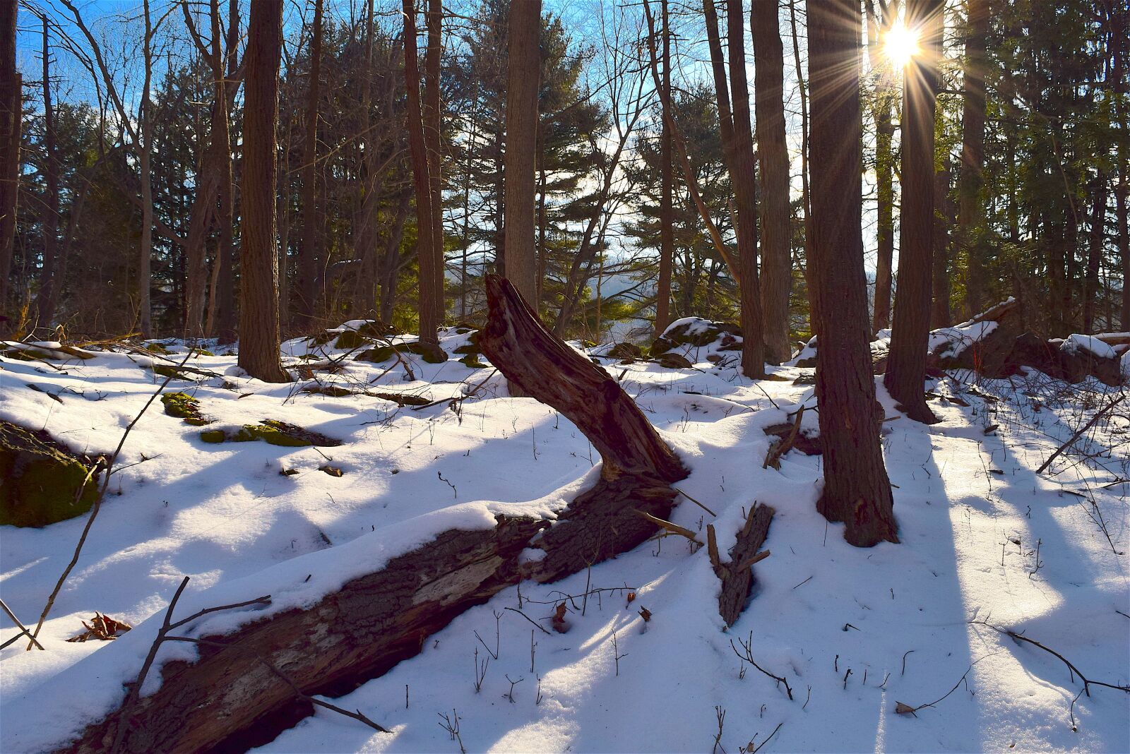 Nikon D3300 sample photo. Tree, snow, sunrise photography