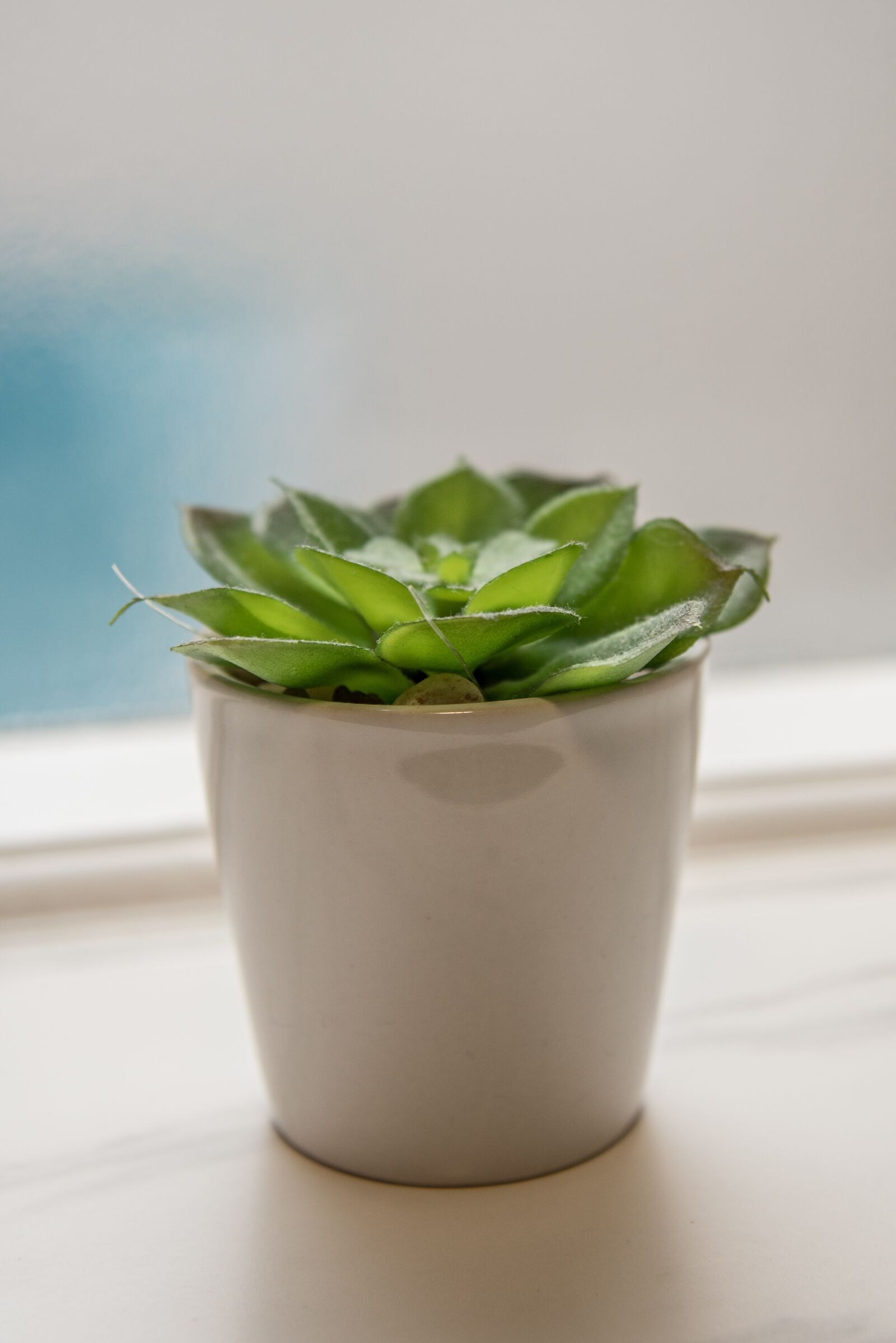 Nikon D750 sample photo. Flower in a pot photography