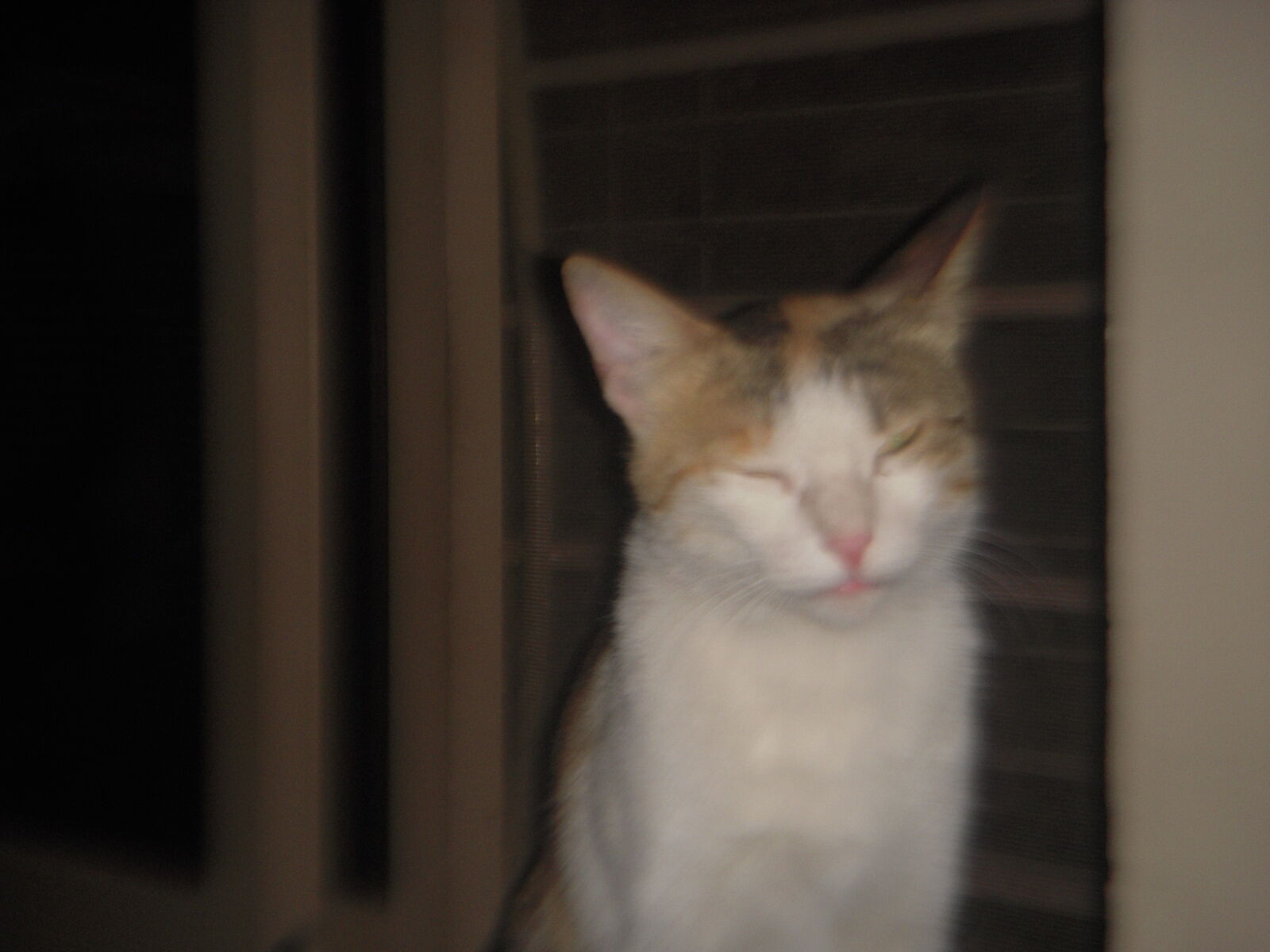 Nikon Coolpix S52 sample photo