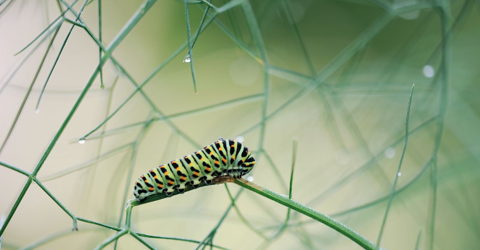 Nikon D3S sample photo. Caterpillar, dovetail, macro photography