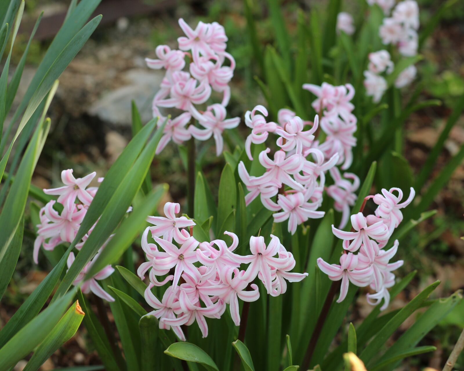 Canon EOS 700D (EOS Rebel T5i / EOS Kiss X7i) sample photo. Hyacinth, light pink, pink photography