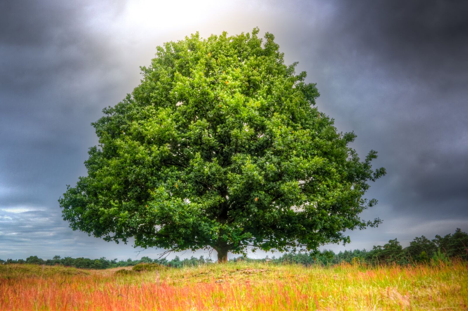 Nikon D610 sample photo. Oak, alone, wood photography