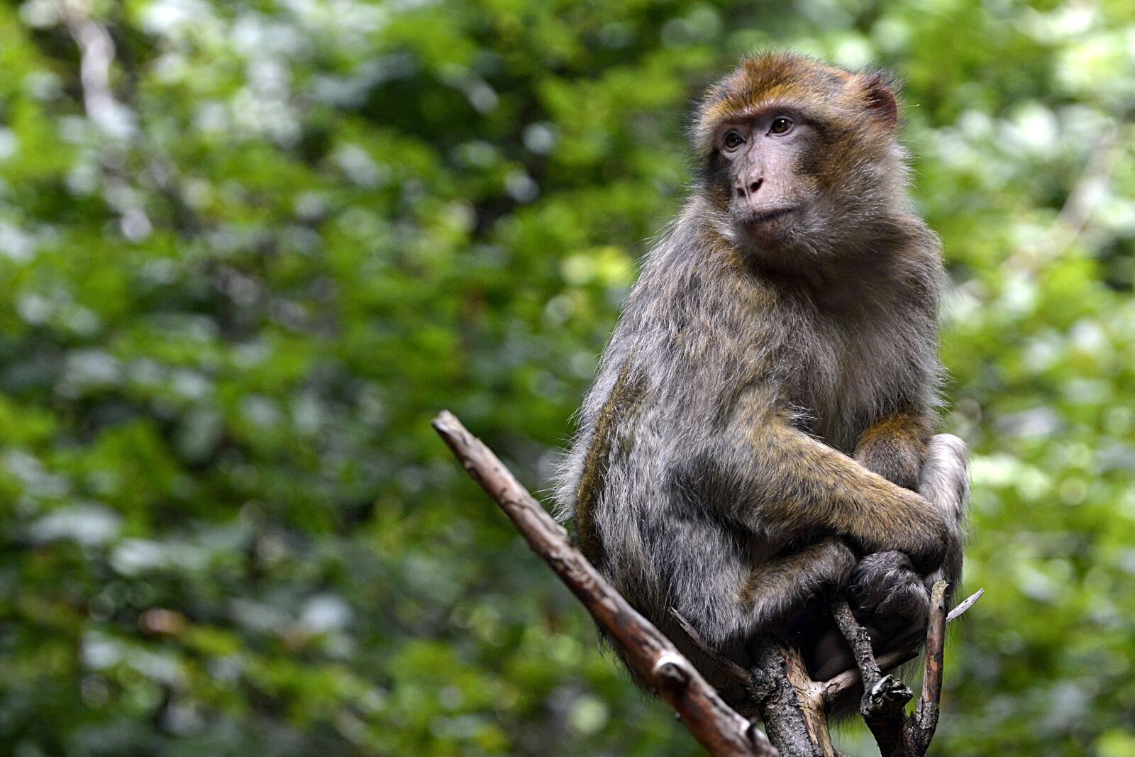 Nikon D7100 sample photo. Barbary ape, monkey, animal photography