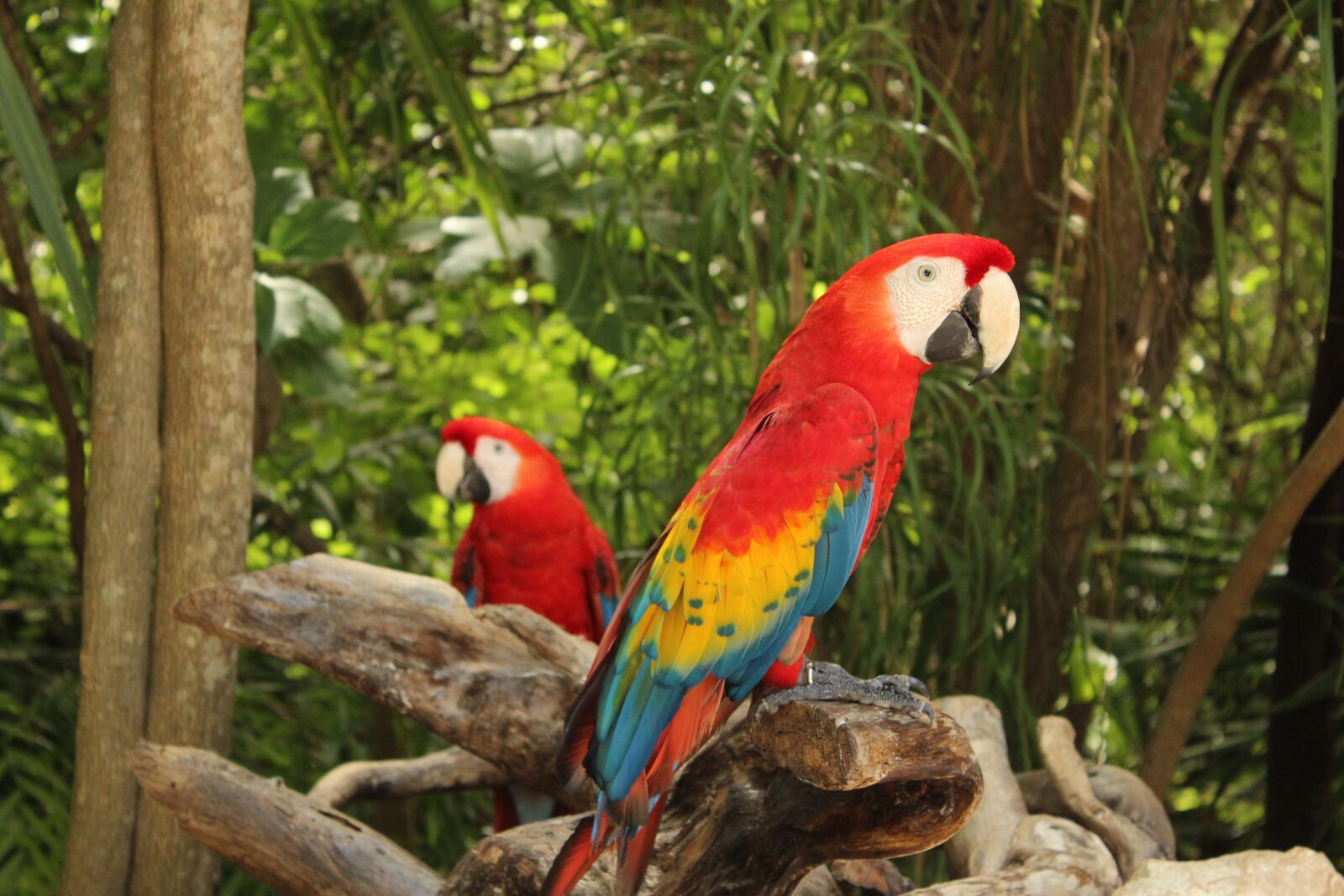 Canon EOS 600D (Rebel EOS T3i / EOS Kiss X5) + Canon EF-S 18-55mm F3.5-5.6 IS II sample photo. Red macaws, red parrots photography