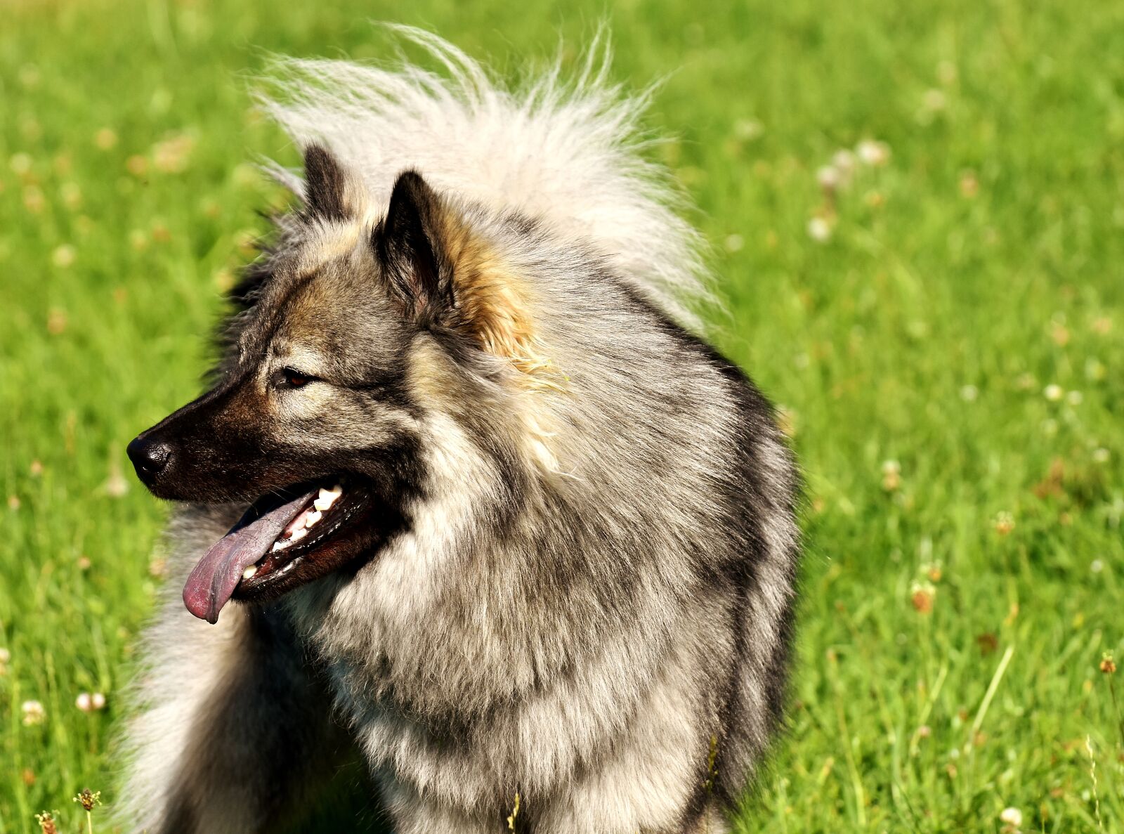 Nikon D7200 sample photo. Eurasians, dog, race photography