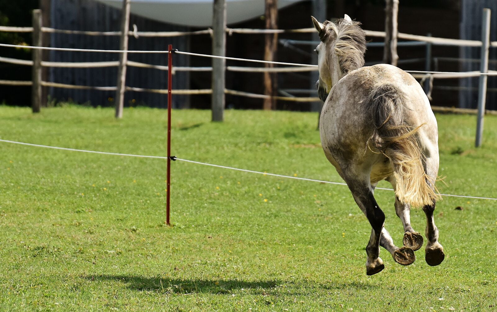 Nikon D7200 sample photo. Mold, horse, love for photography