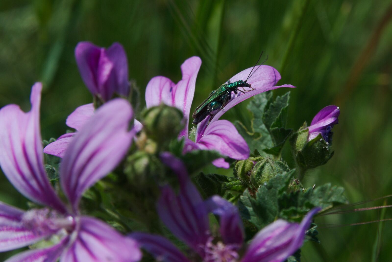 Nikon D80 sample photo. Insects, nature, animals photography