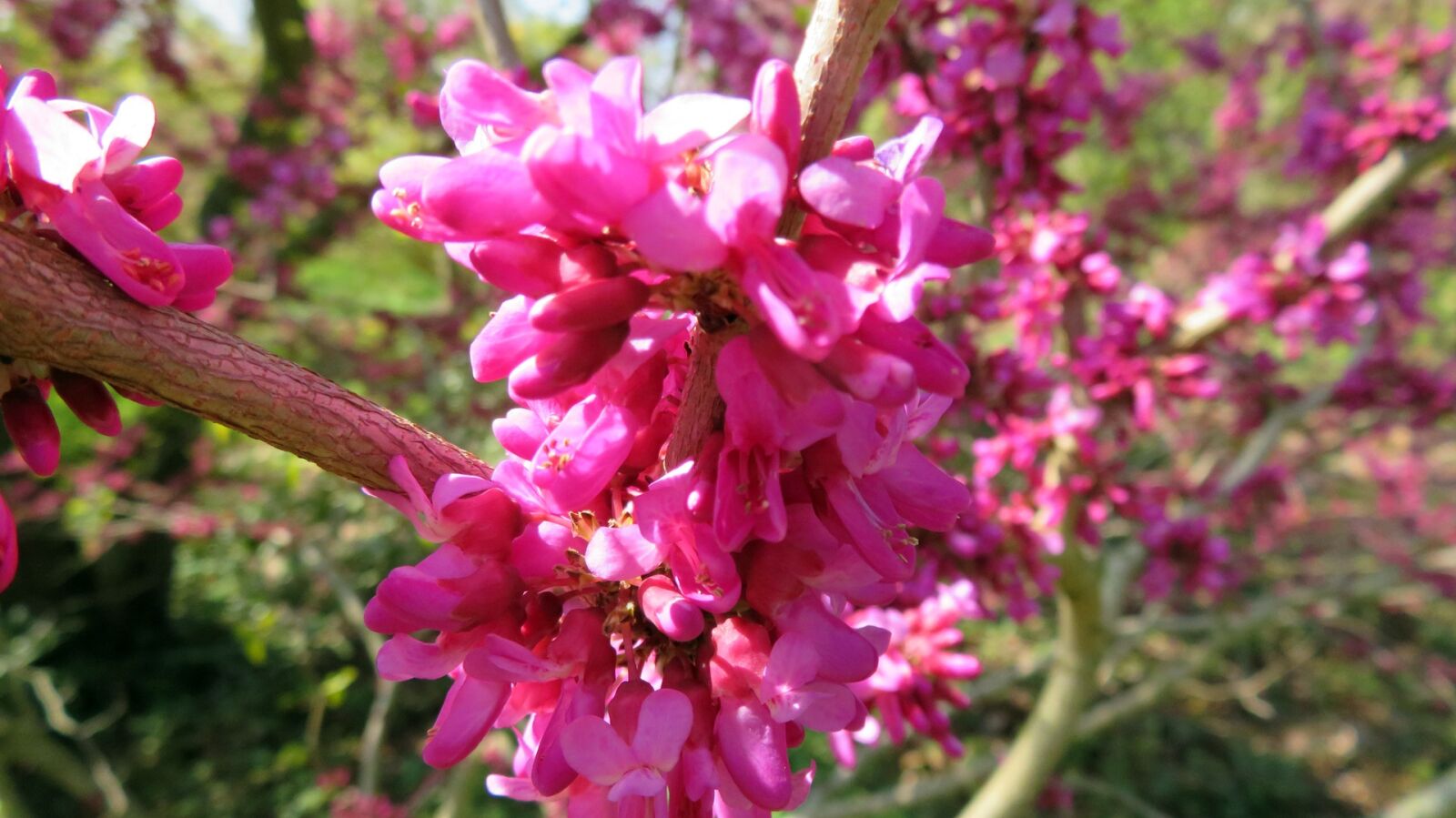 Canon PowerShot SX720 HS sample photo. Nature, spring, flowers photography