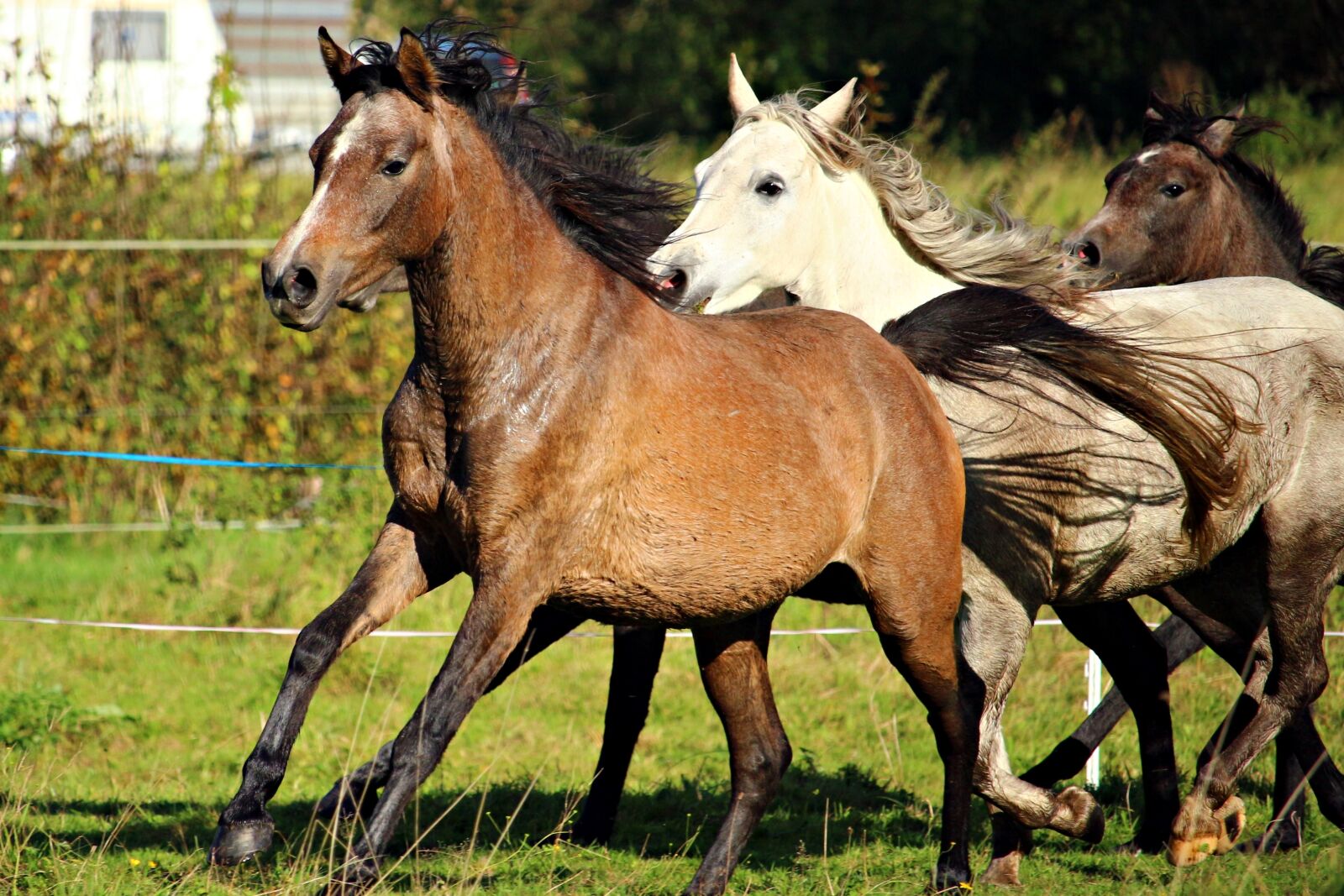 Canon EOS 100D (EOS Rebel SL1 / EOS Kiss X7) sample photo. Horse, flock, gallop photography