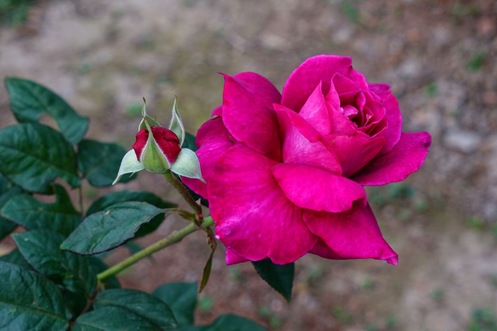 Sony a7R II + Sony Vario Tessar T* FE 24-70mm F4 ZA OSS sample photo. A rose, romance, beauty photography