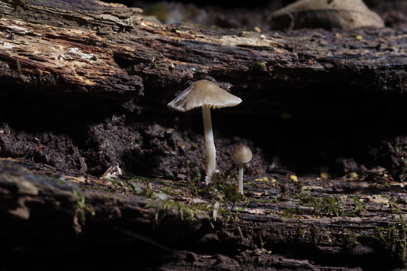 Pentax K-70 sample photo. Mushrooms, logs, forest photography