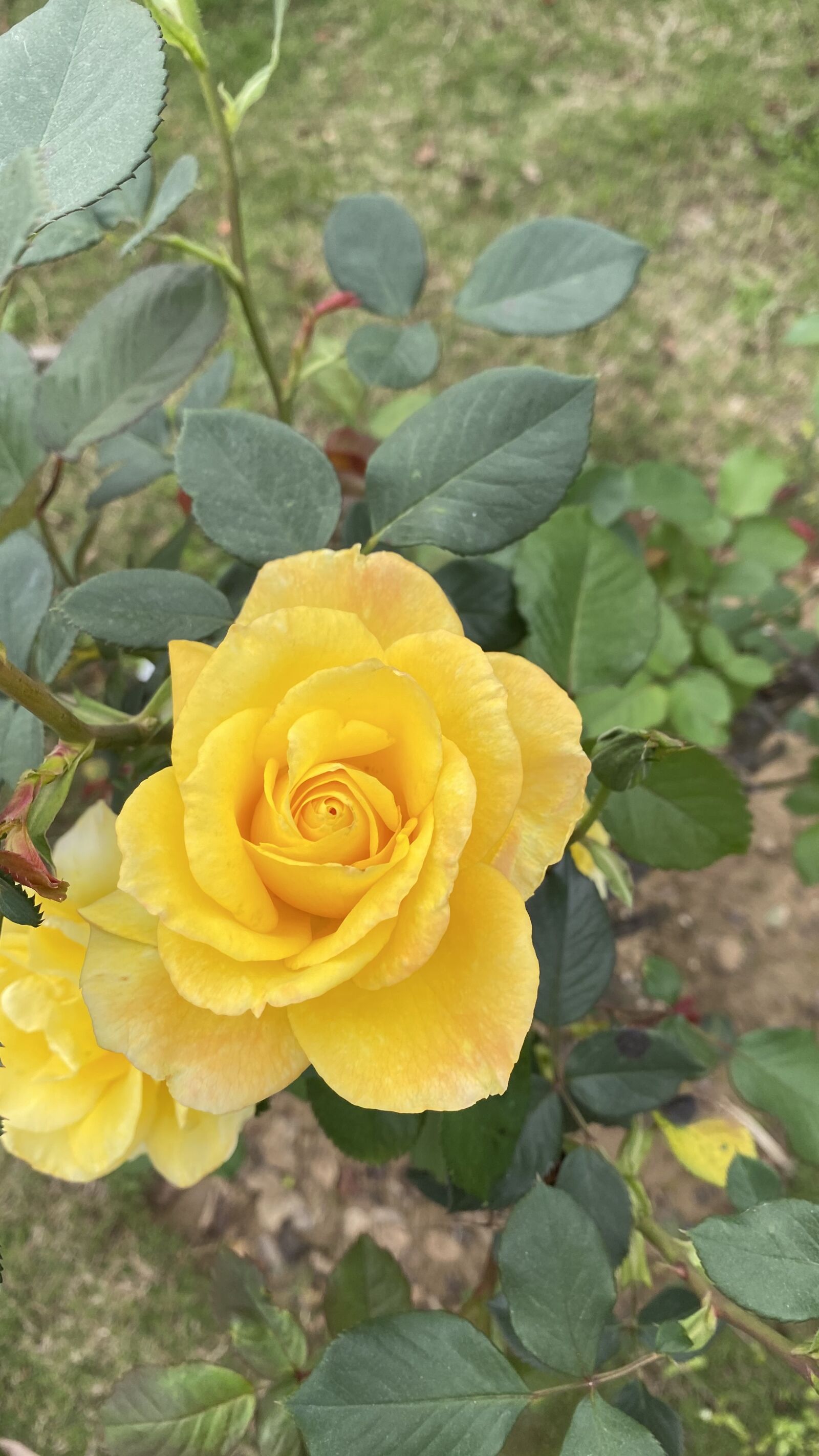 Apple iPhone 11 sample photo. Yellow rose, red flower photography
