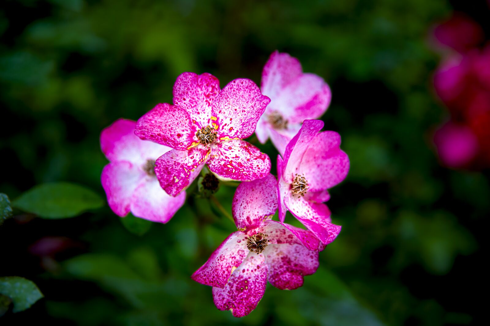 Canon 24-70mm F2.8 DG OS HSM | Art 017 sample photo. Flower, natural, nature photography