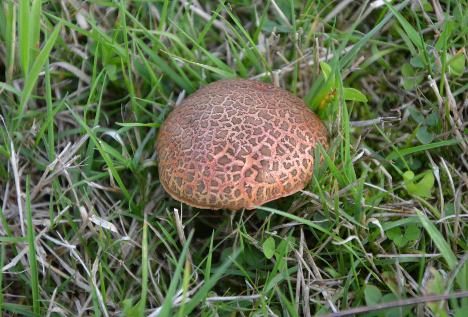 Nikon D5200 sample photo. Fungus, green grass, nature photography