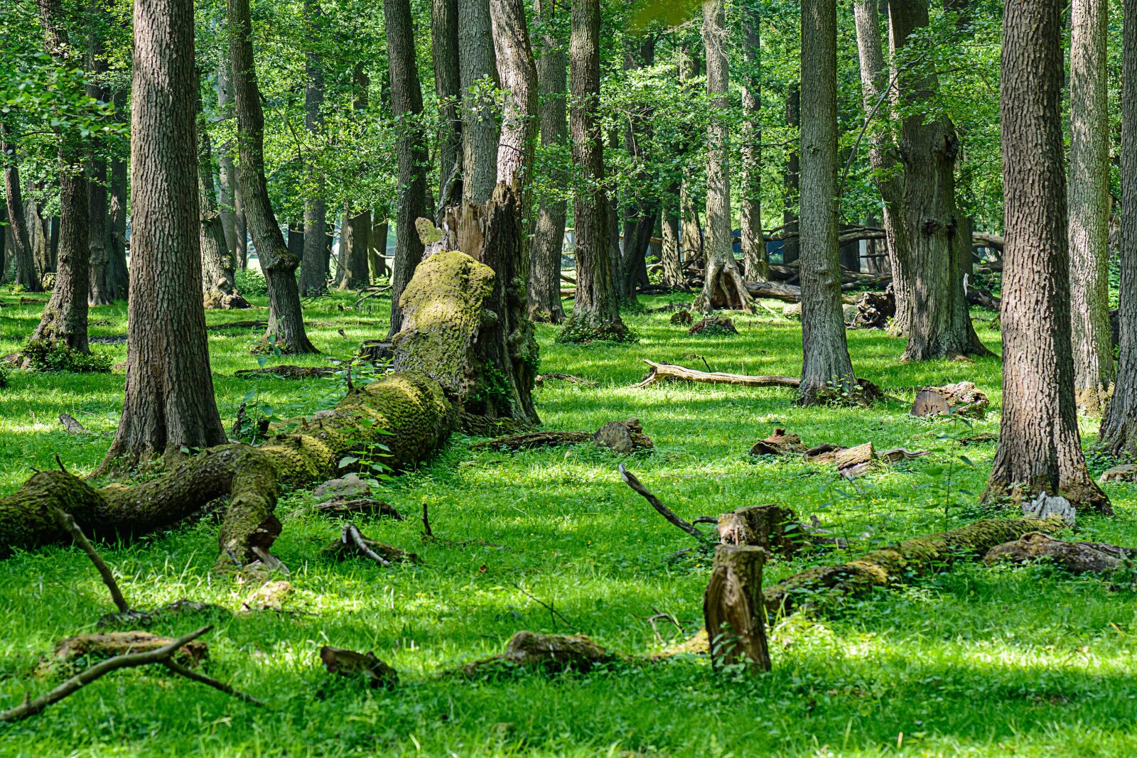 Nikon D7100 sample photo. Trees, forest, landscape photography