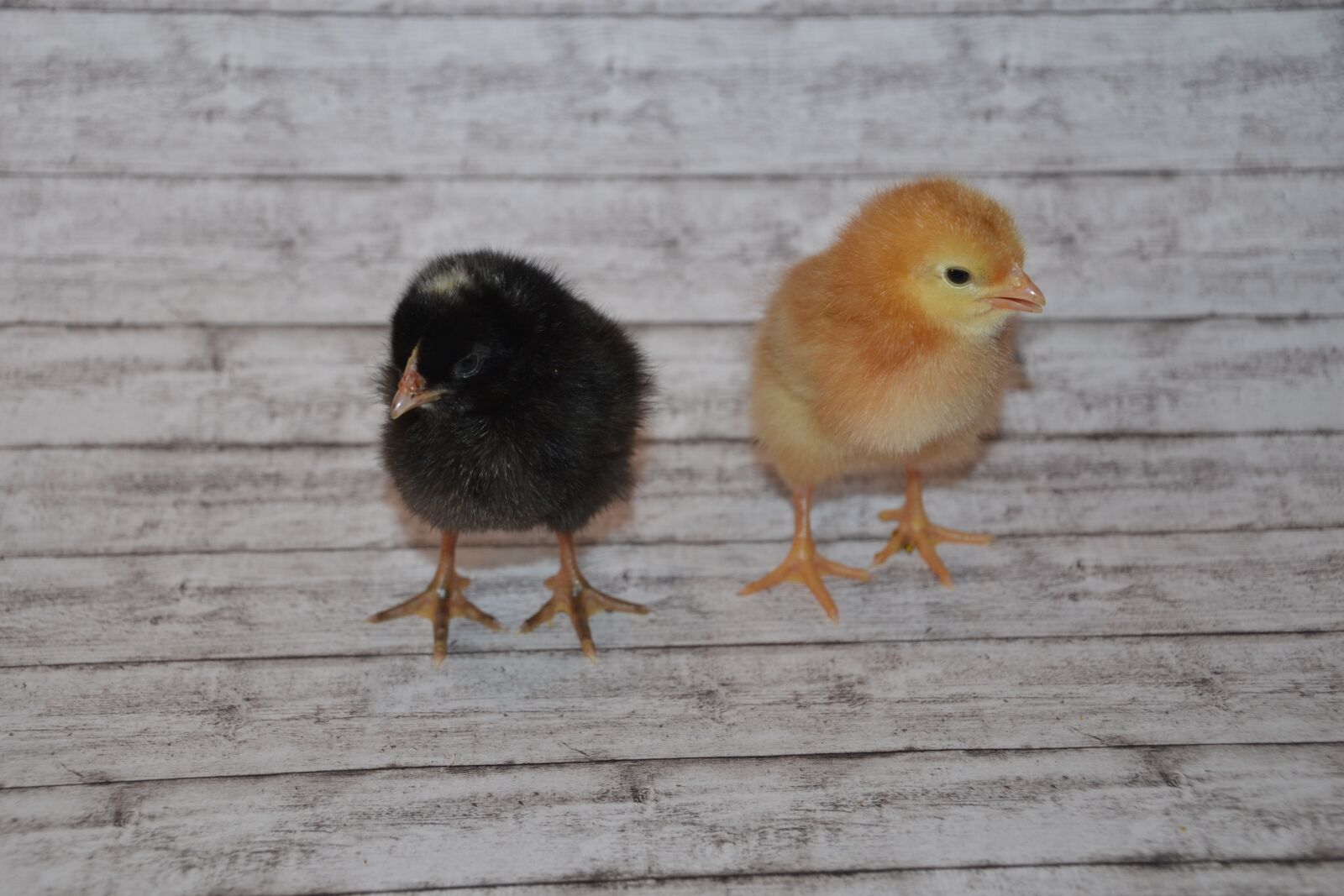 Nikon D3100 sample photo. Chicks, fluffy, cute photography