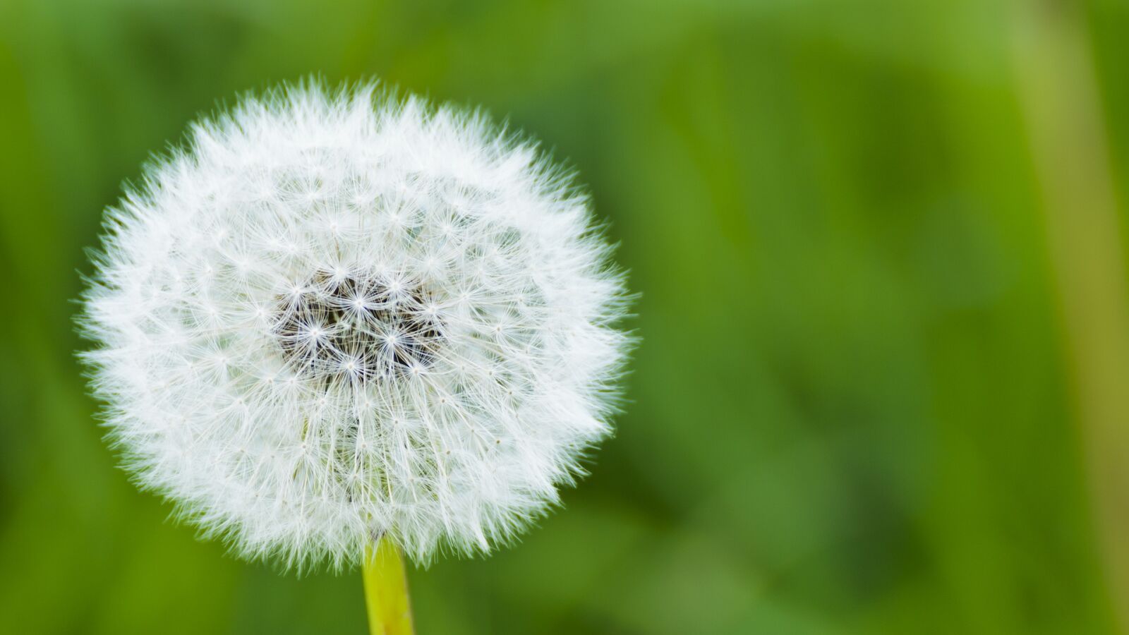 Nikon D7000 sample photo. Dandelion, dust, natural photography