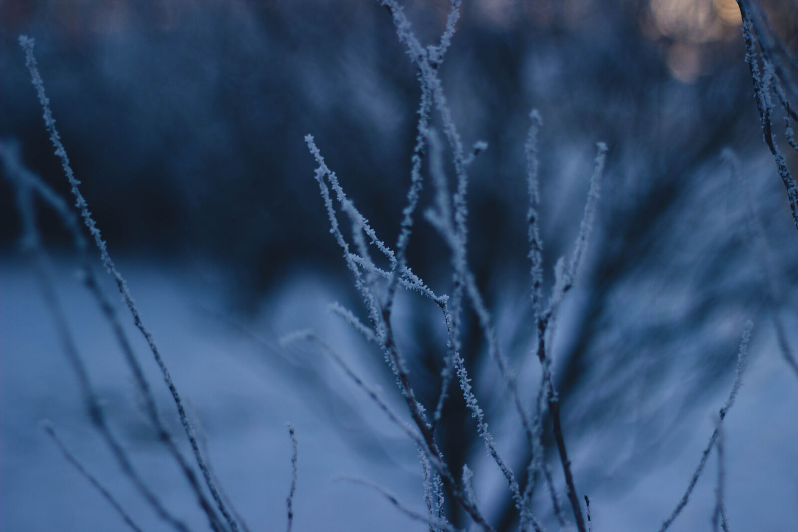 Canon EOS 600D (Rebel EOS T3i / EOS Kiss X5) + Canon EF 50mm F1.8 II sample photo. Bare, tree, covered, with photography