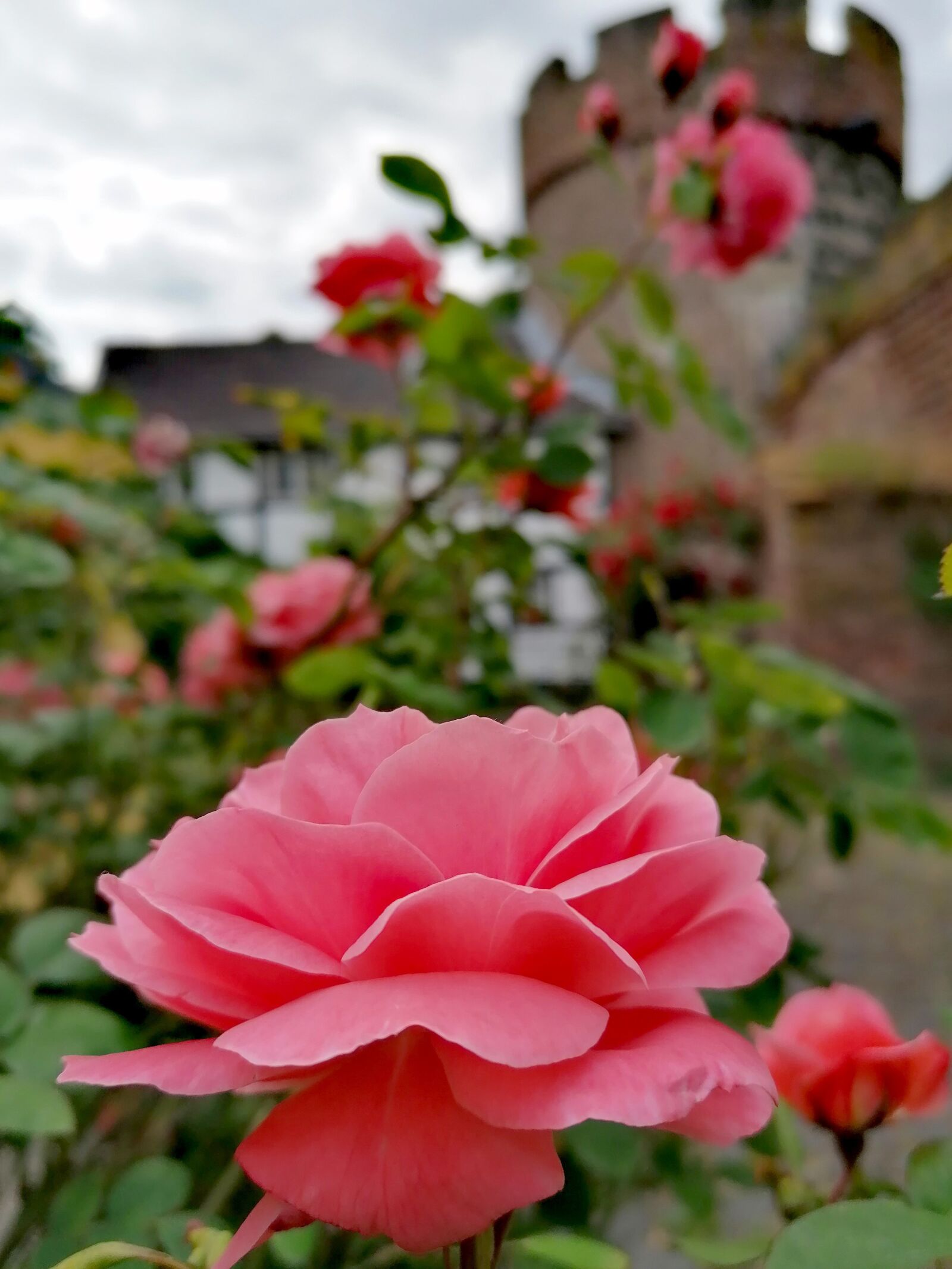 HUAWEI P30 LITE sample photo. Rose, pink, sleeping beauty photography