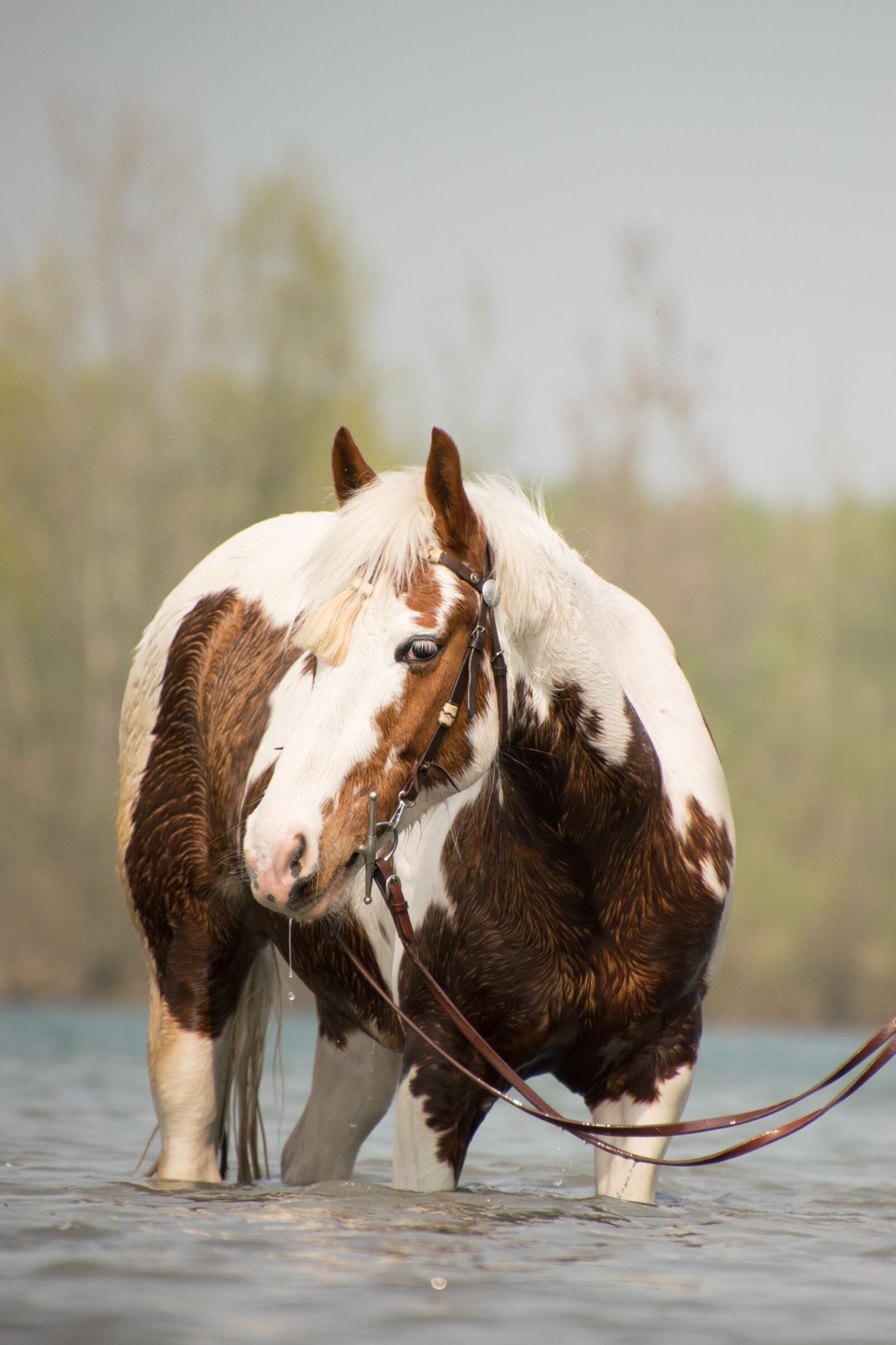 Nikon D3300 sample photo. Animal, nature, mammal photography