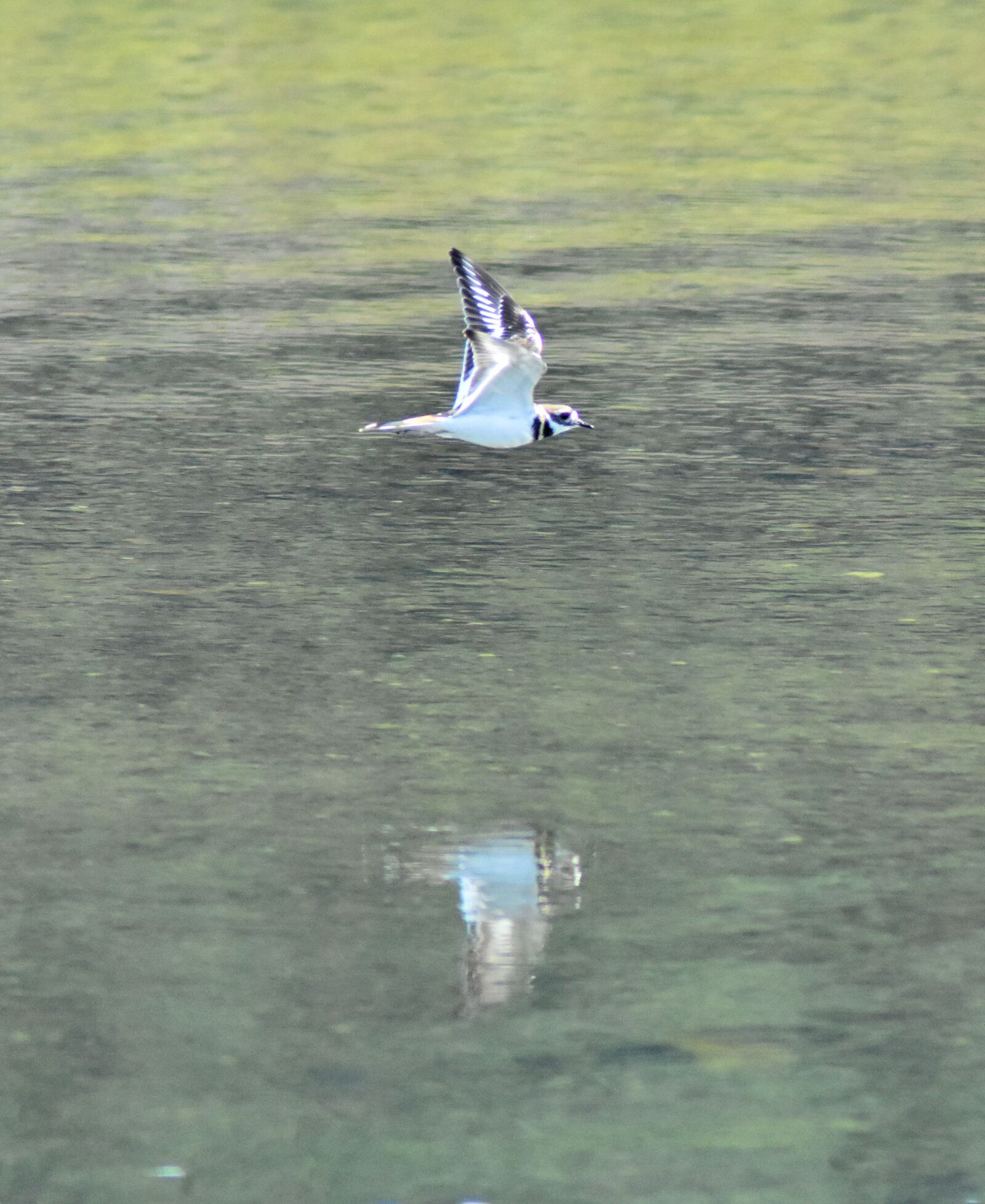 Nikon D3400 sample photo. Bird, water, nature photography