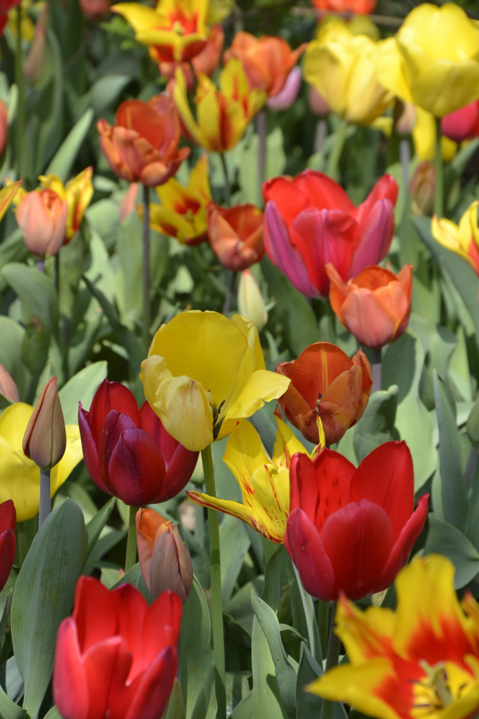Nikon D3100 sample photo. Tulips, flowers, spring photography