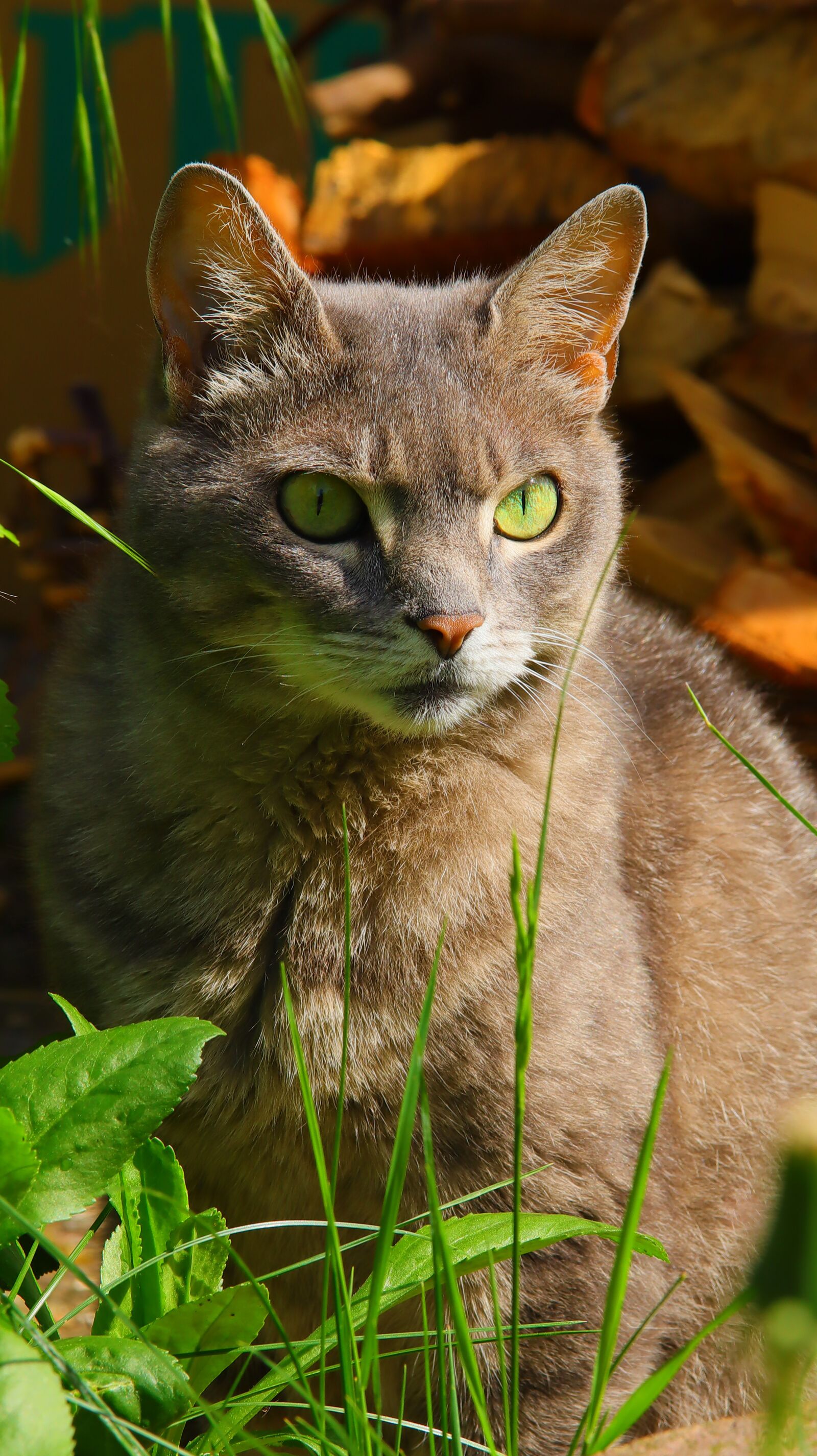 Canon EOS M50 (EOS Kiss M) sample photo. Cat, pet, fur photography