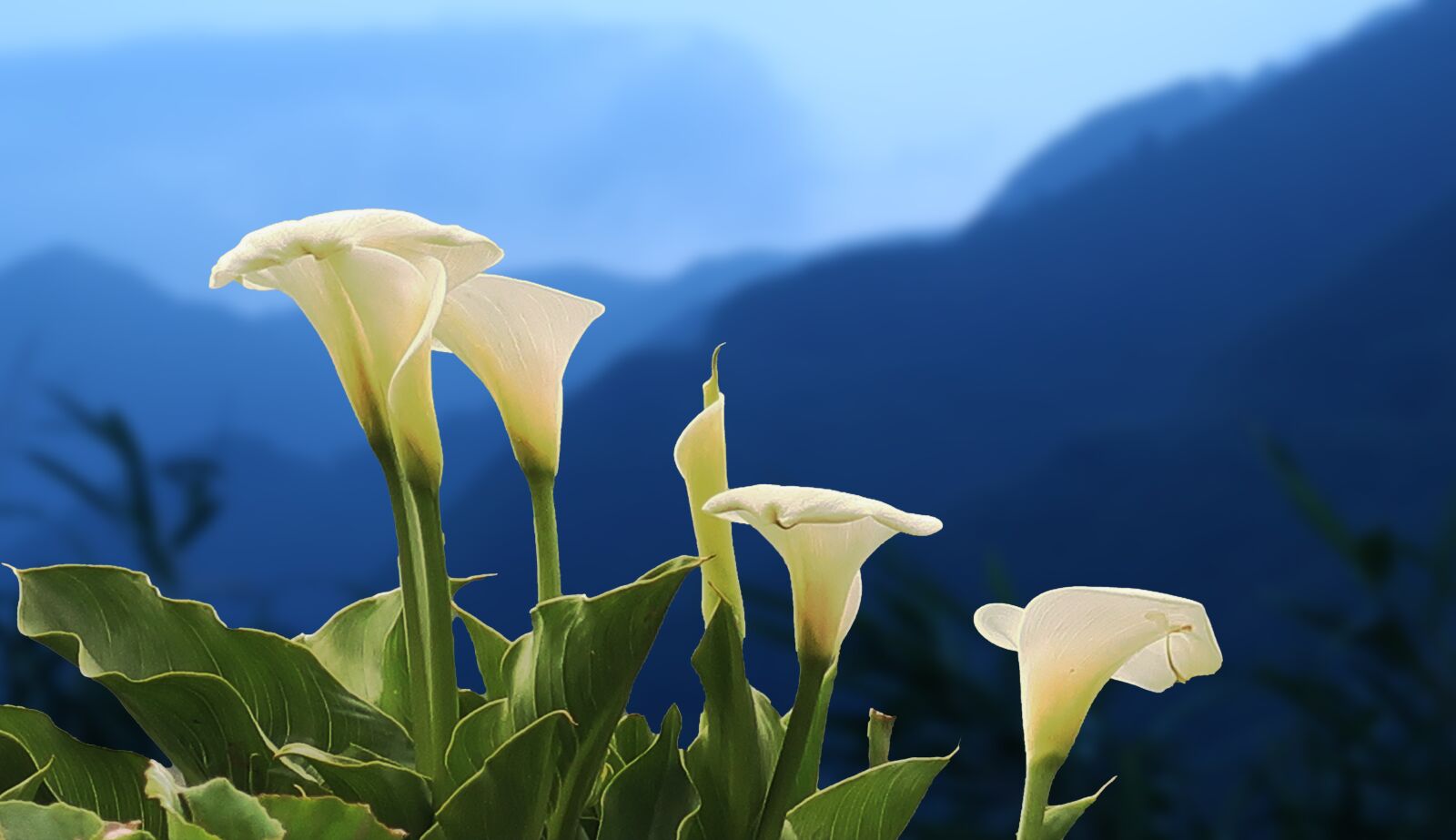 Canon PowerShot G7 X Mark II sample photo. Calla lily, flower, nature photography