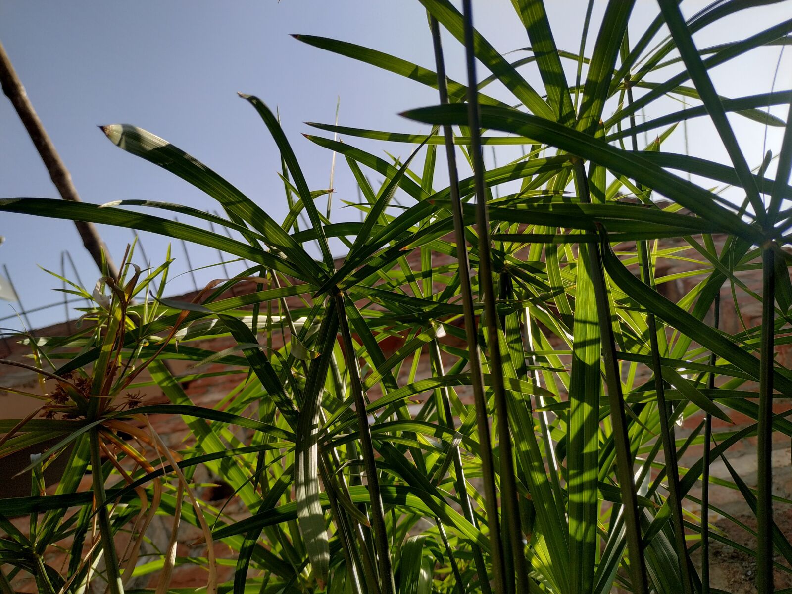 Xiaomi Redmi Note 6 Pro sample photo. Naturelover, sunlight, positivity photography