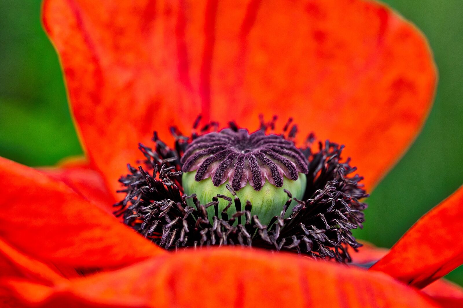 Olympus OM-D E-M1 sample photo. Poppy, bleed, red poppy photography