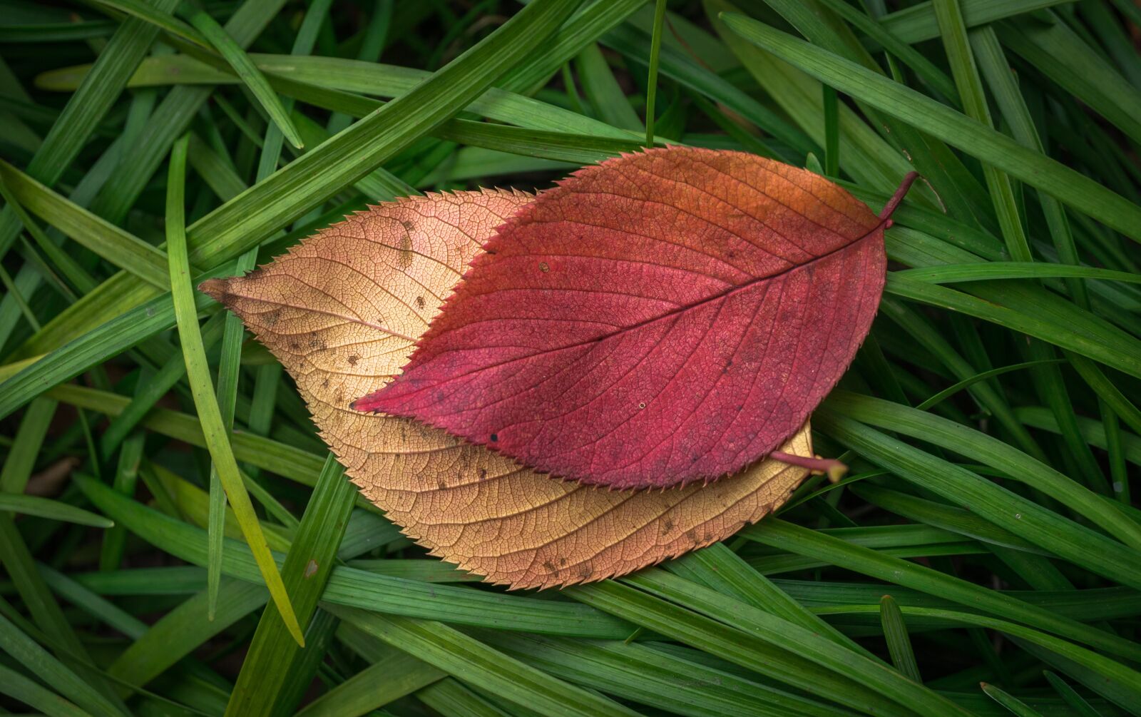 Sony Alpha NEX-5N + Sony E 30mm F3.5 Macro sample photo. Leaves, autumn, plants photography