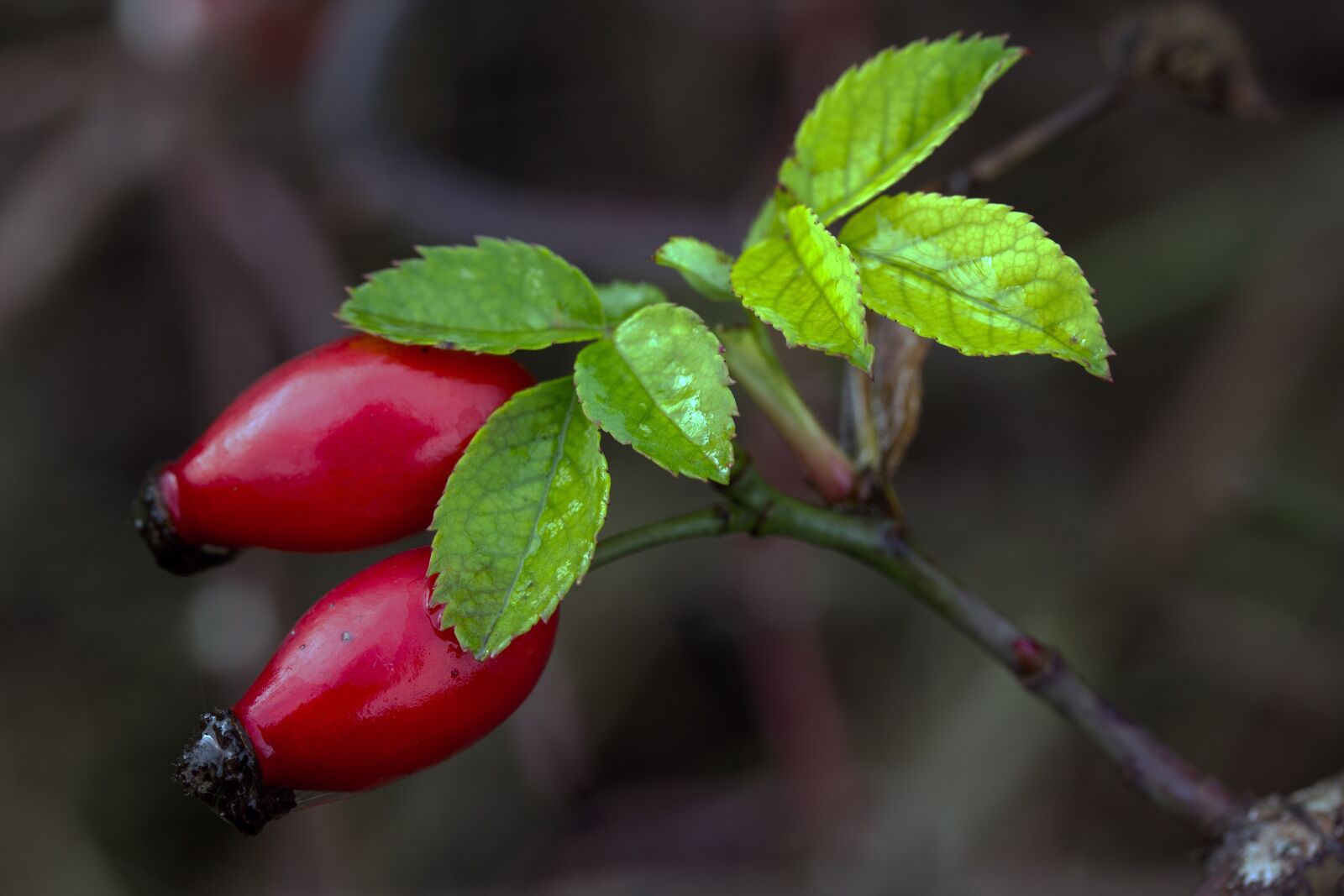 Canon EF-S 60mm F2.8 Macro USM sample photo. Rose hip, hag butte photography