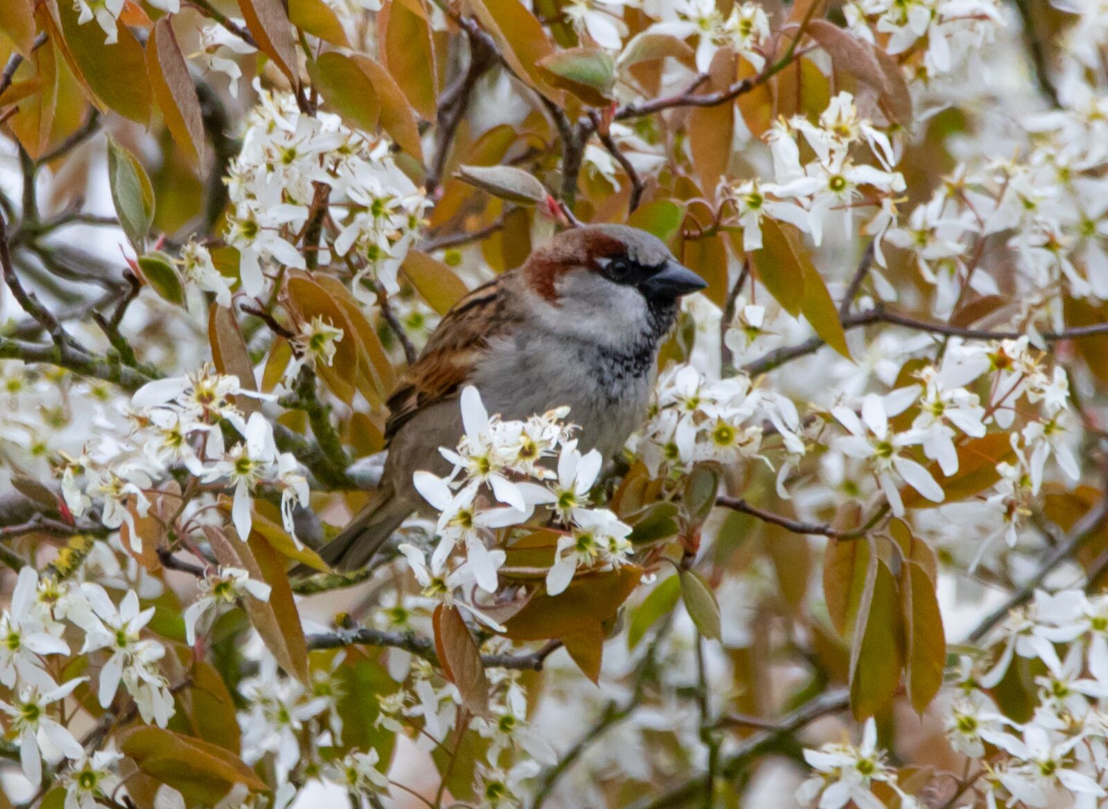 150-600mm F5-6.3 DG OS HSM | Contemporary 015 sample photo. Sparrow, hedge sparrow, female photography