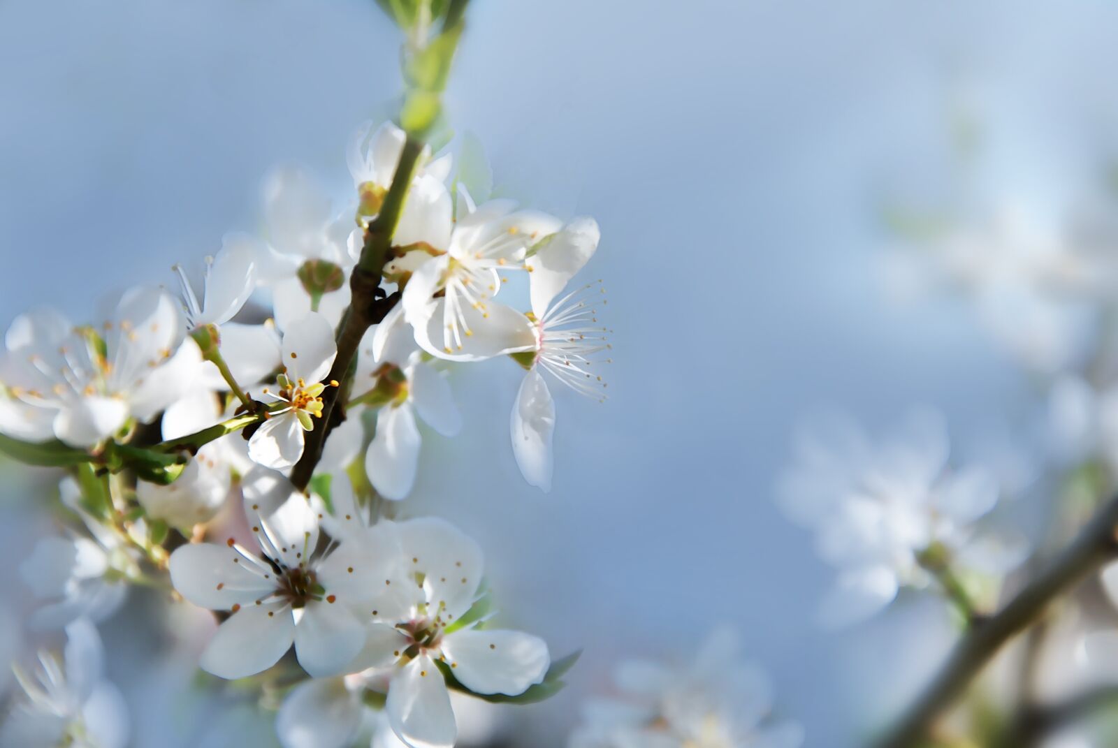 Nikon D3000 sample photo. Apple tree, apple blossom photography