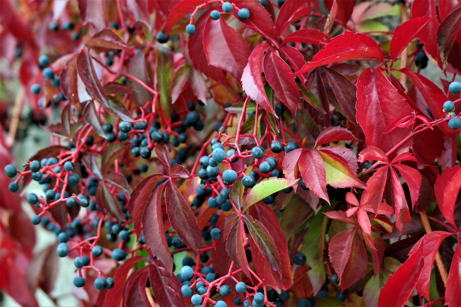 Samsung NX30 + NX 50-200mm F4-5.6 sample photo. Wine partner, bright red photography