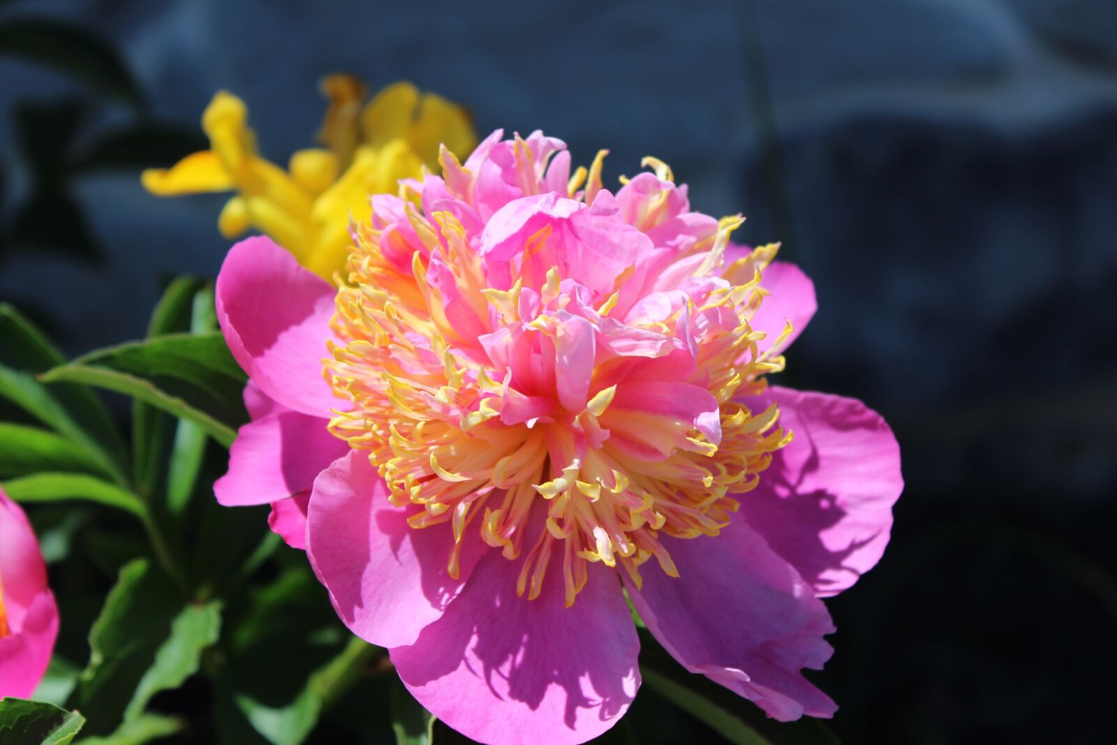Canon EOS 600D (Rebel EOS T3i / EOS Kiss X5) sample photo. Pink, peony, flower photography