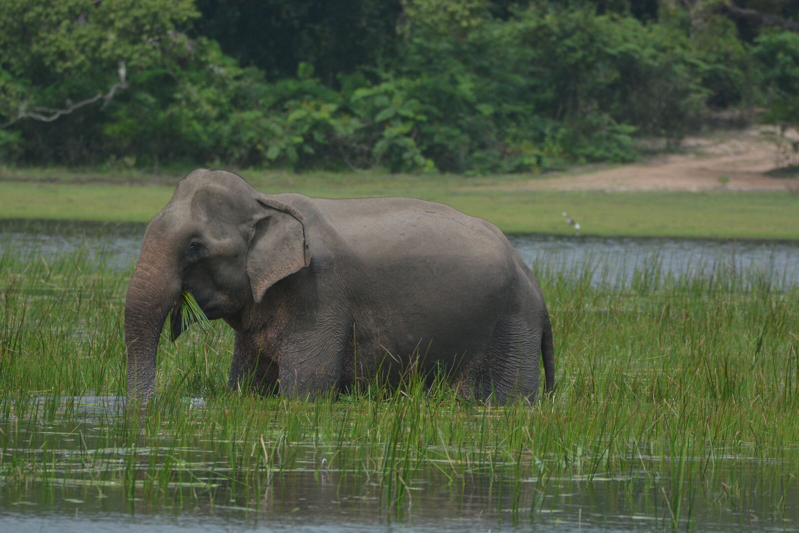 Nikon D7100 sample photo. Elephant, animal, wildlife photography