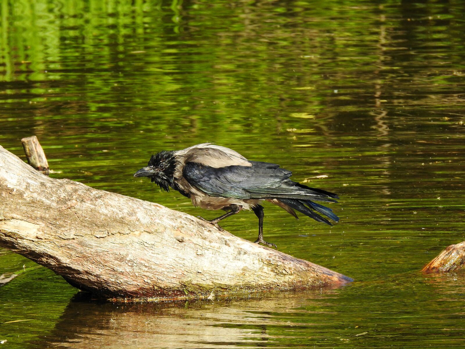 Nikon Coolpix P900 sample photo. Crow, bird, water photography