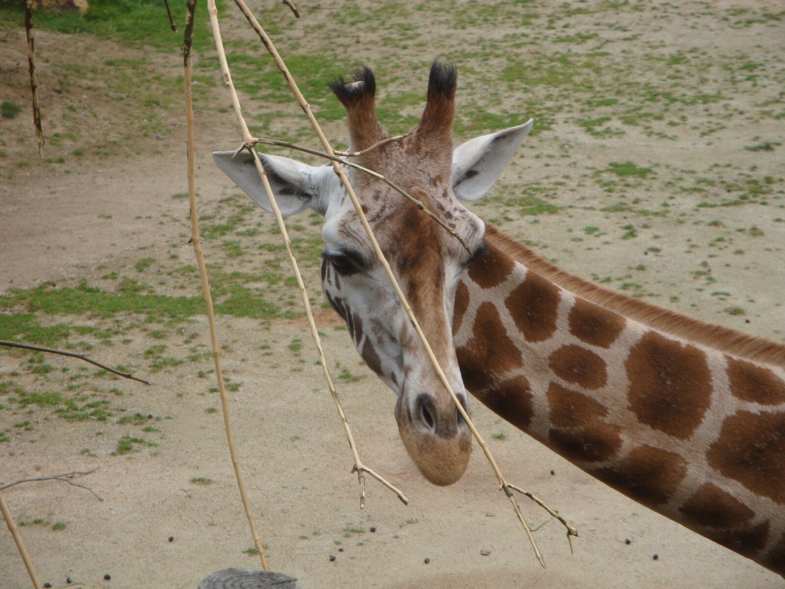 Sony Cyber-shot DSC-W170 sample photo. Giraffe, zoo, africa photography