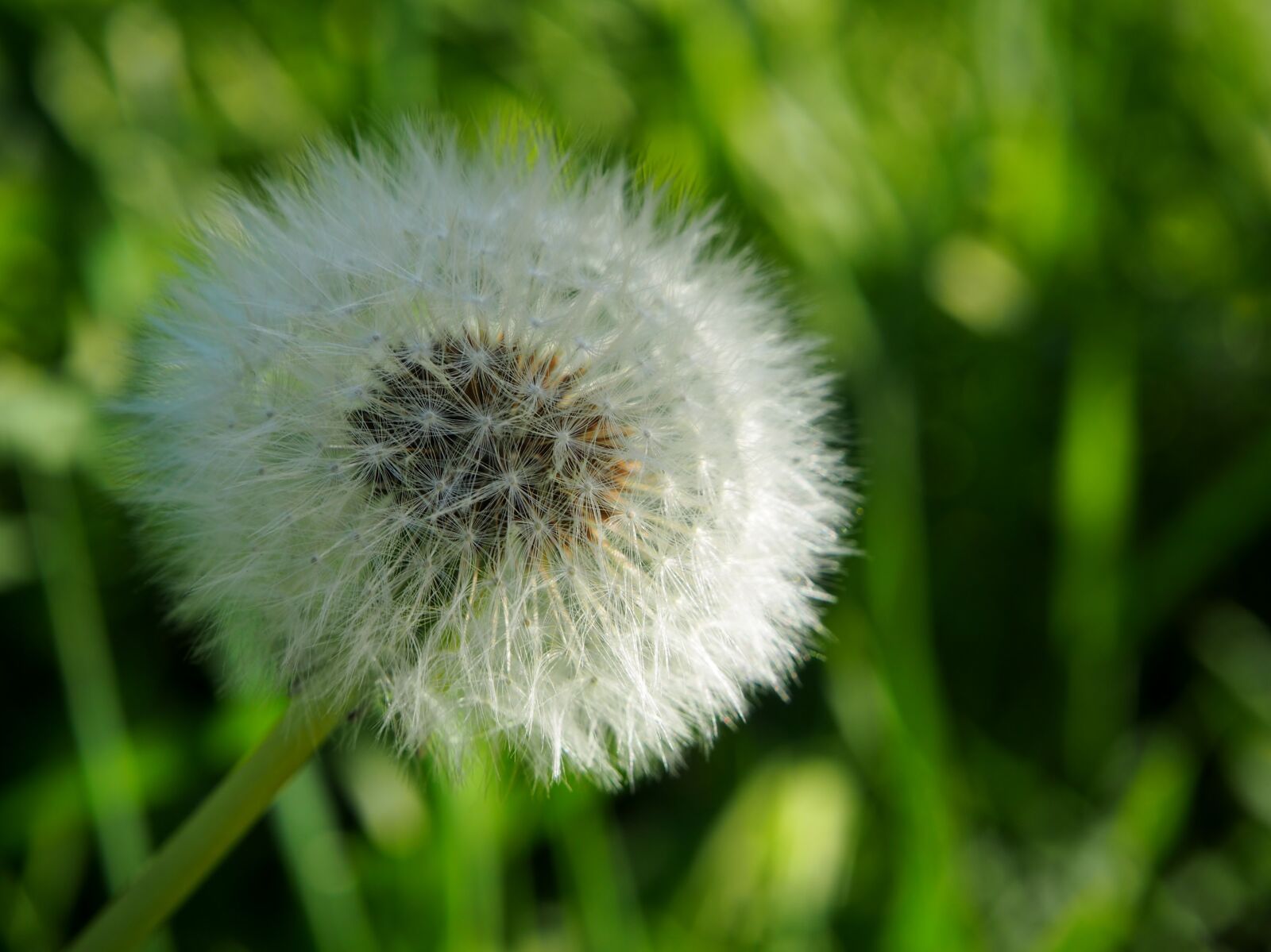 Olympus OM-D E-M10 sample photo. Dandelion, faded, seeds photography