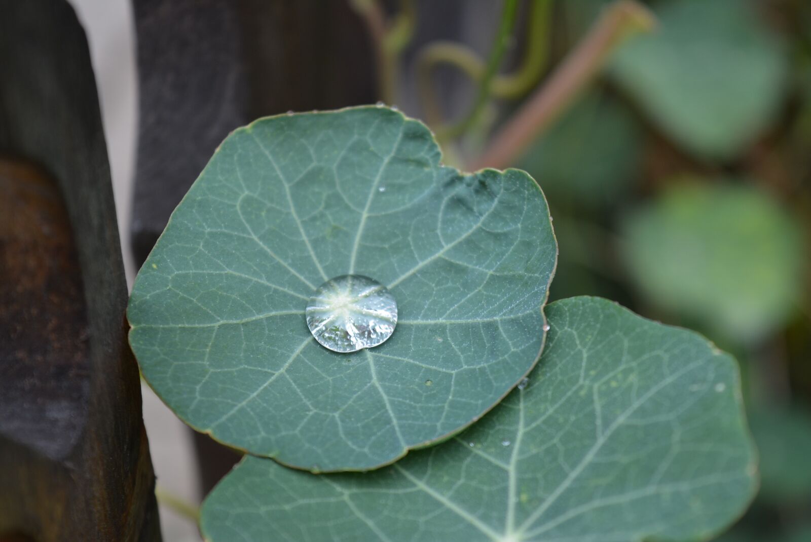 Nikon D5200 sample photo. Drop of water, pearl photography