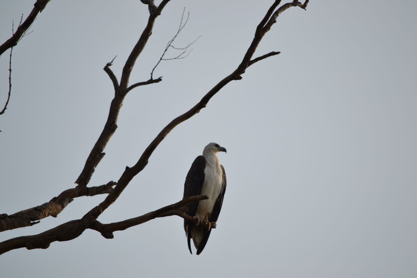 Nikon D3100 sample photo. Eagle, sri lanka, wildlife photography