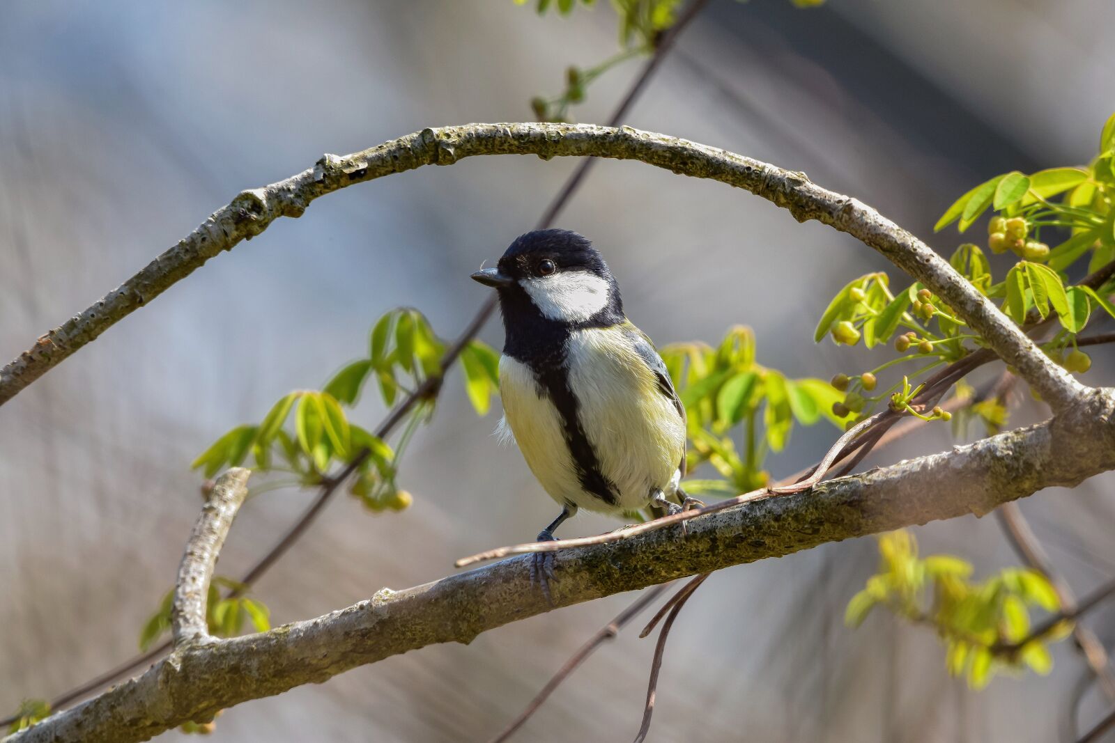 Nikon D7200 sample photo. Animal, forest, wood photography