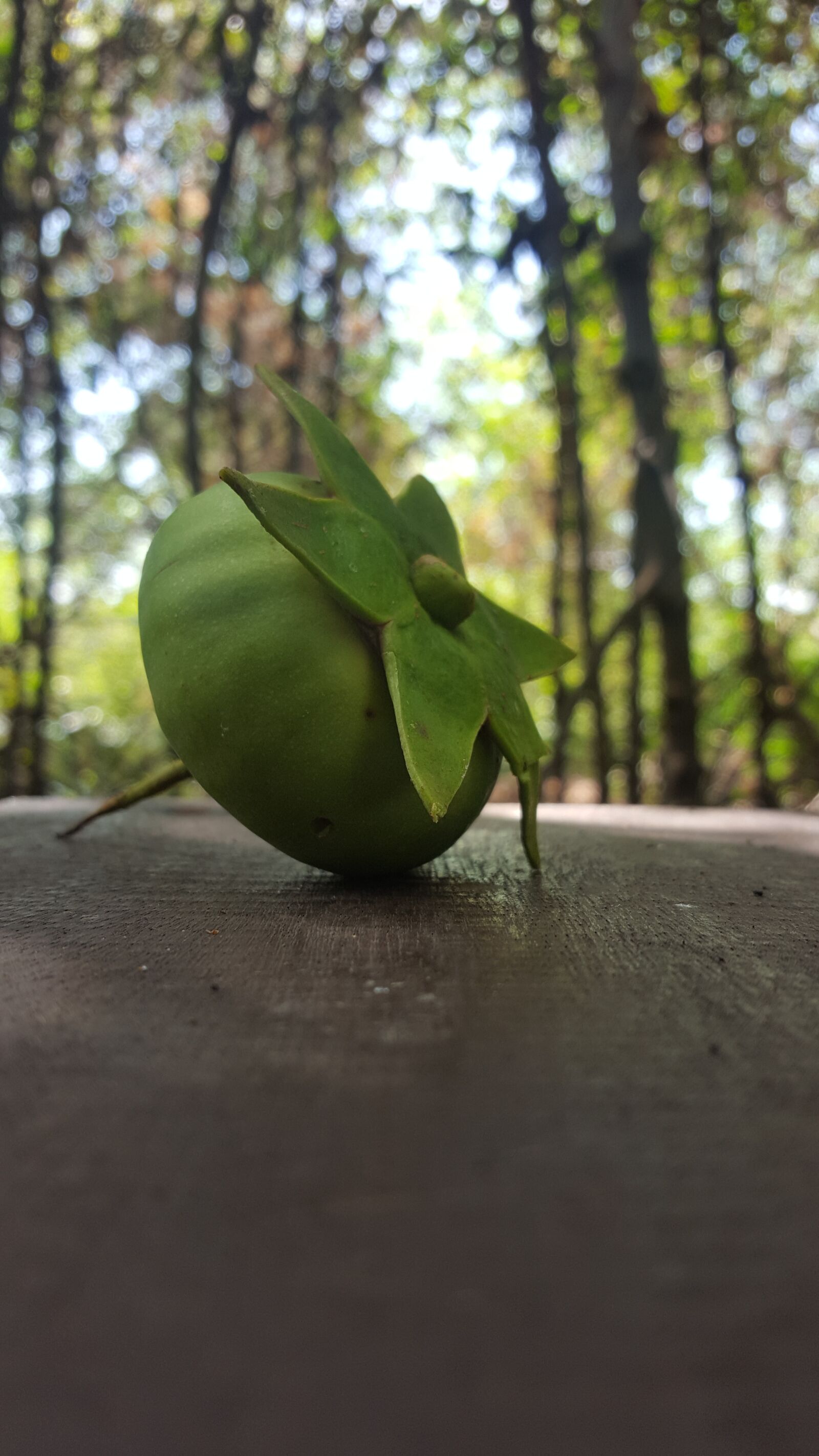 Samsung Galaxy S6 sample photo. Mangrove, fruit, indonesian photography