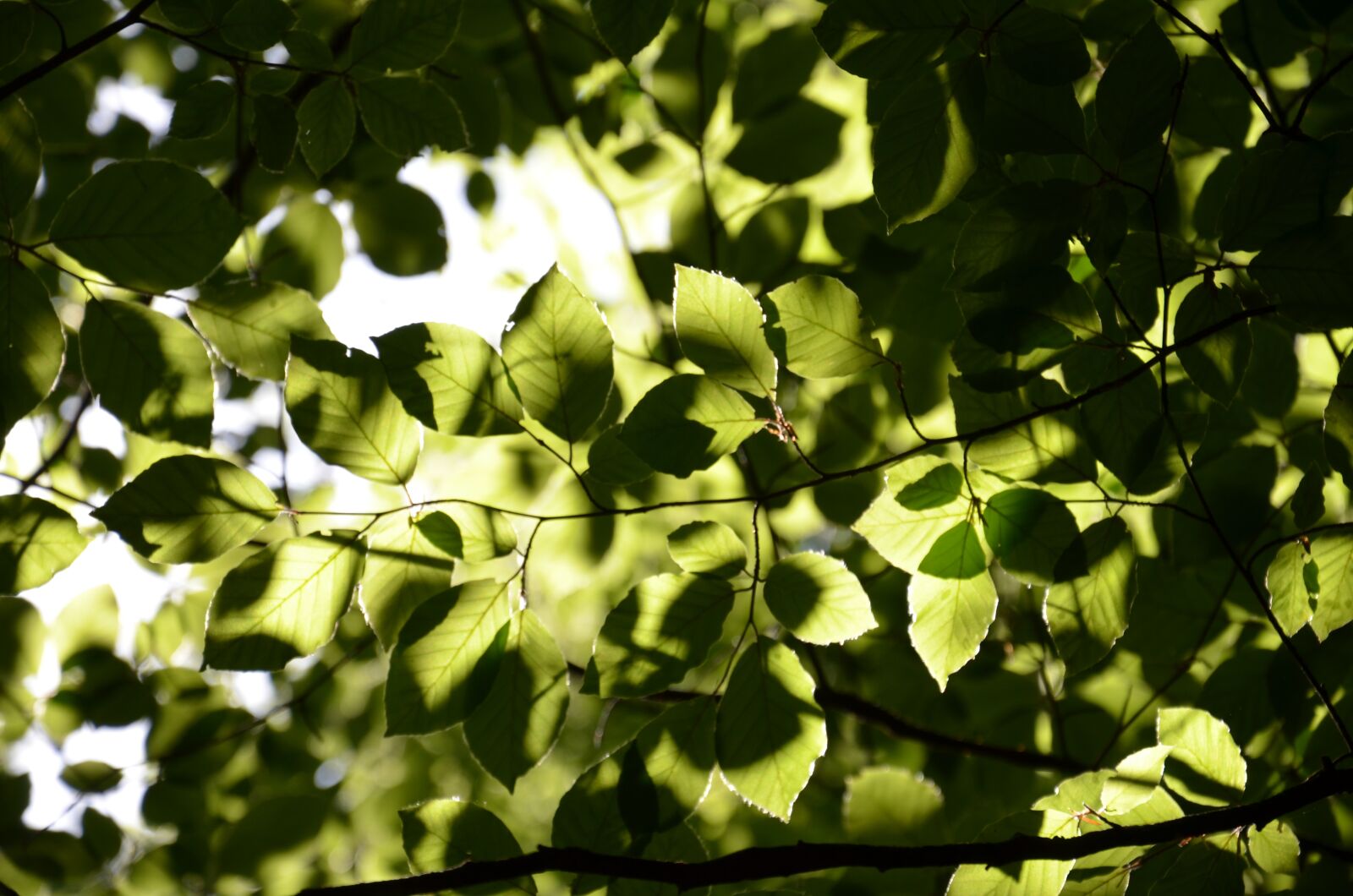 Nikon D5100 sample photo. Beech, leaf, green photography