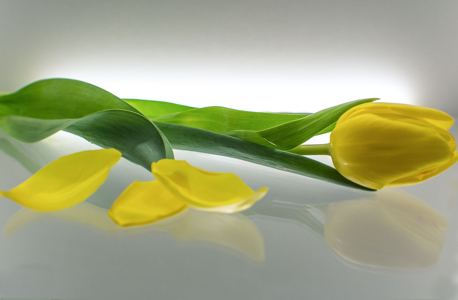 Nikon D5200 sample photo. Plant, leaf, flower photography