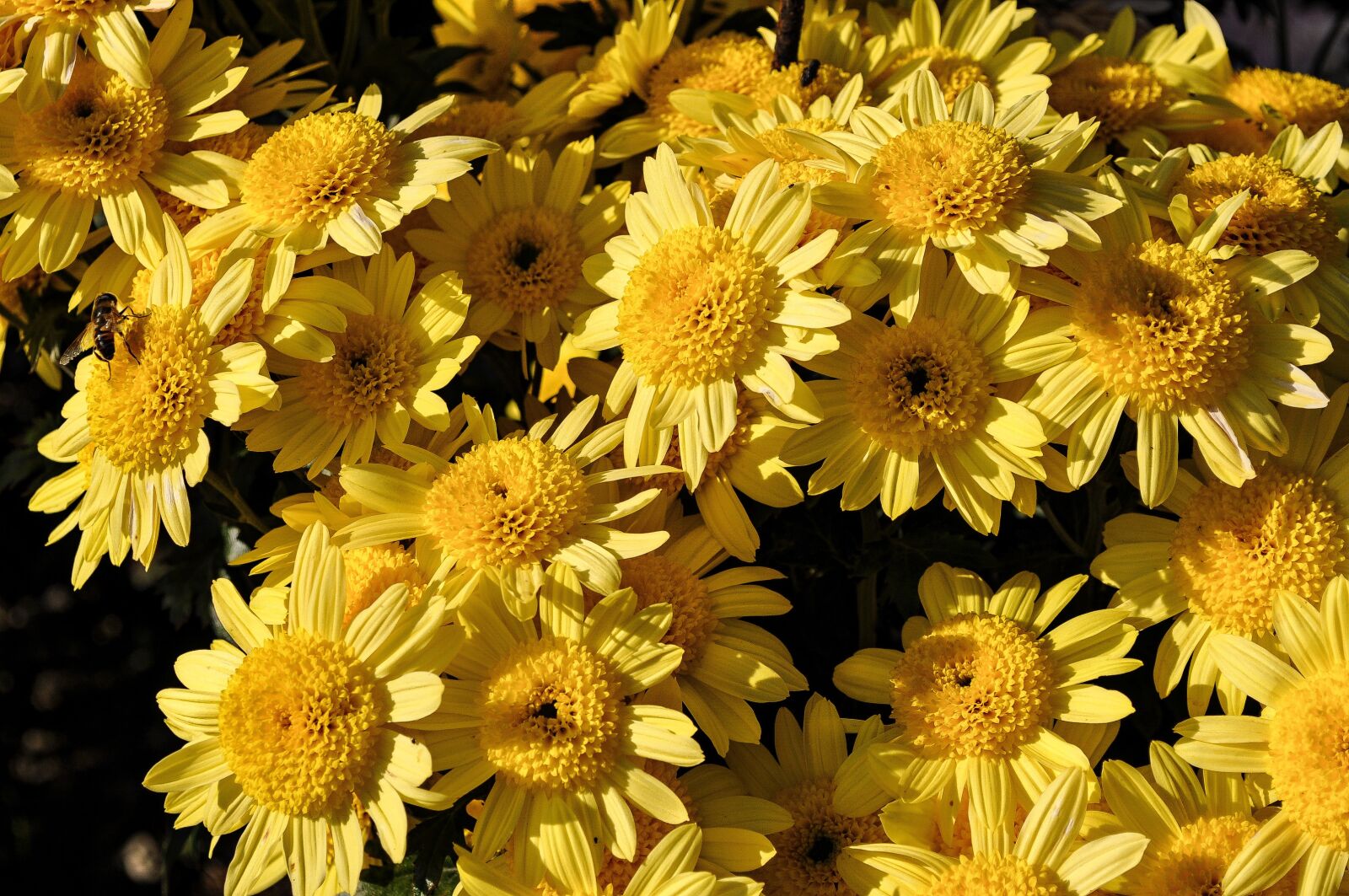 Nikon D5000 sample photo. Nature, flower, plant photography